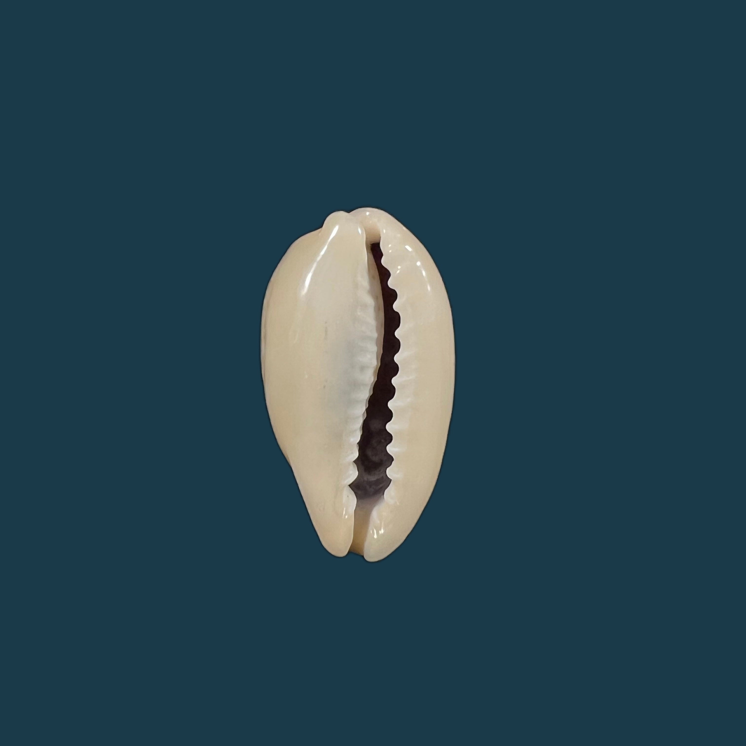 Erronea errones (Linnaeus, 1758) - 25,5mm