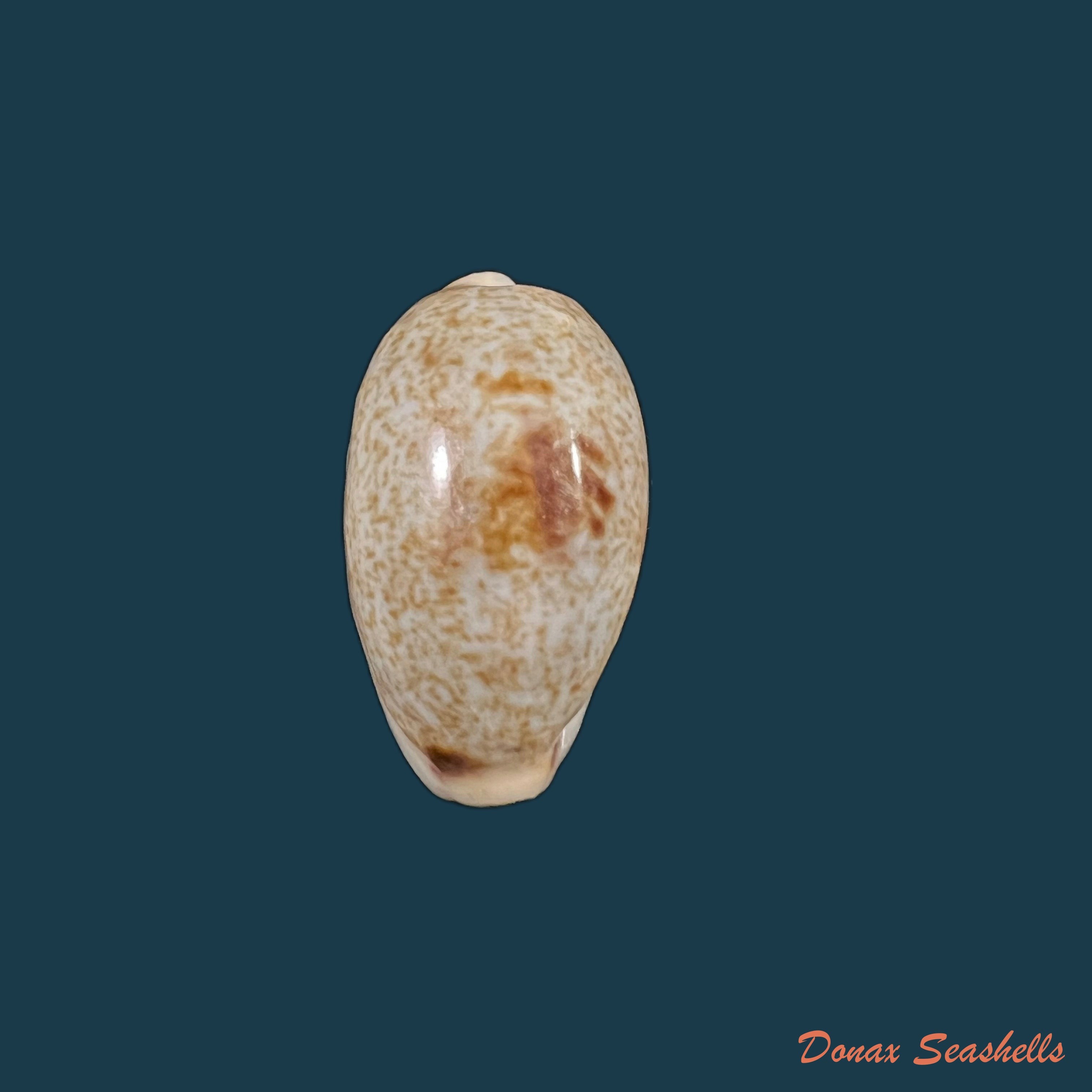 copia-de-erronea-errones-linnaeus-1758-25-5mm