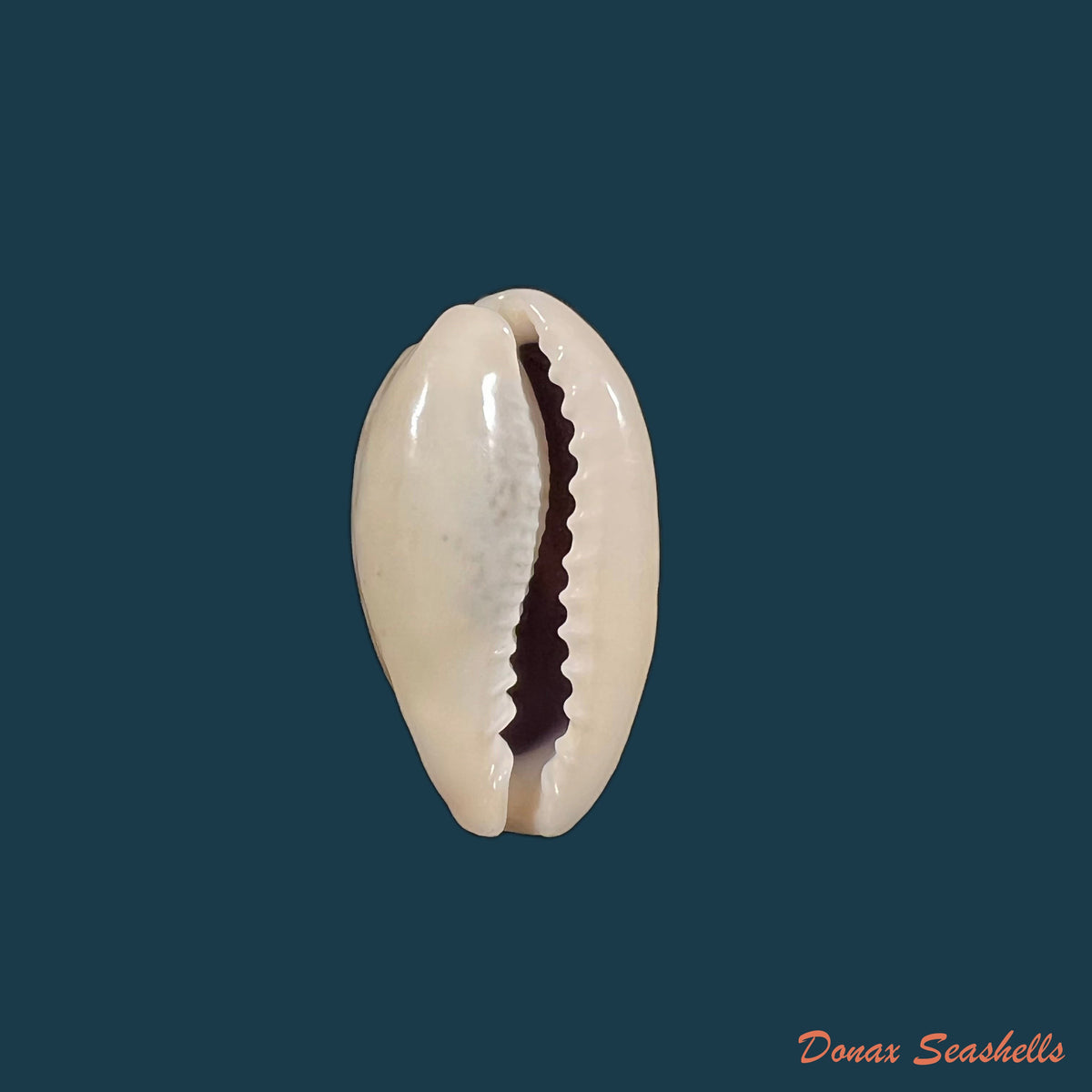 copia-de-erronea-errones-linnaeus-1758-25-5mm