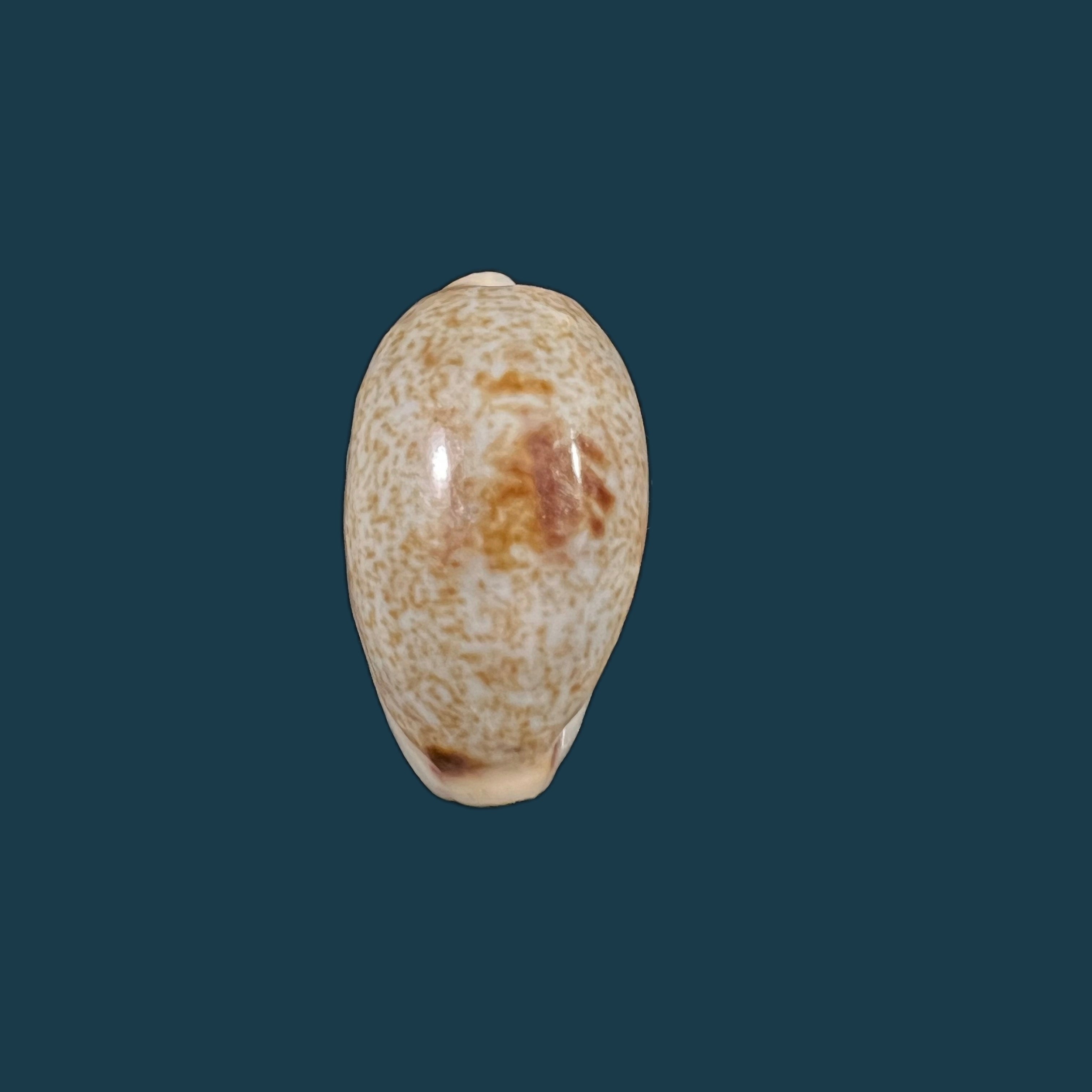 Erronea errones (Linnaeus, 1758) - 26,9mm