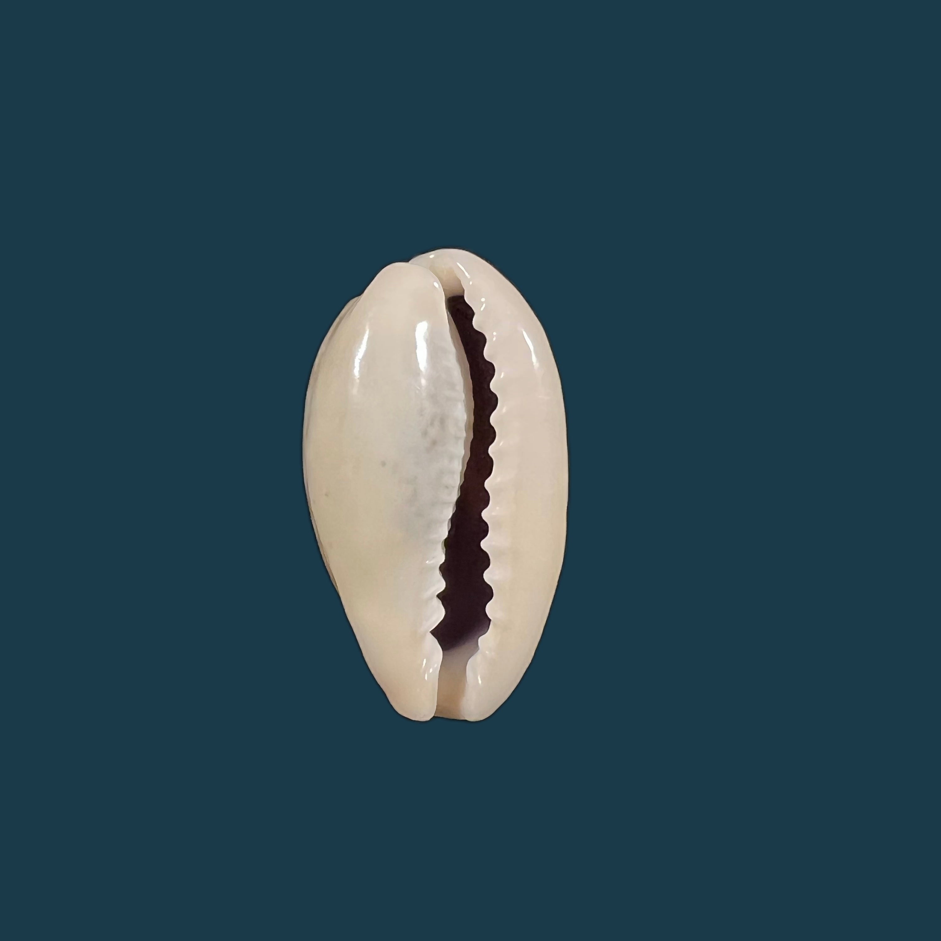 Erronea errones (Linnaeus, 1758) - 26,9mm