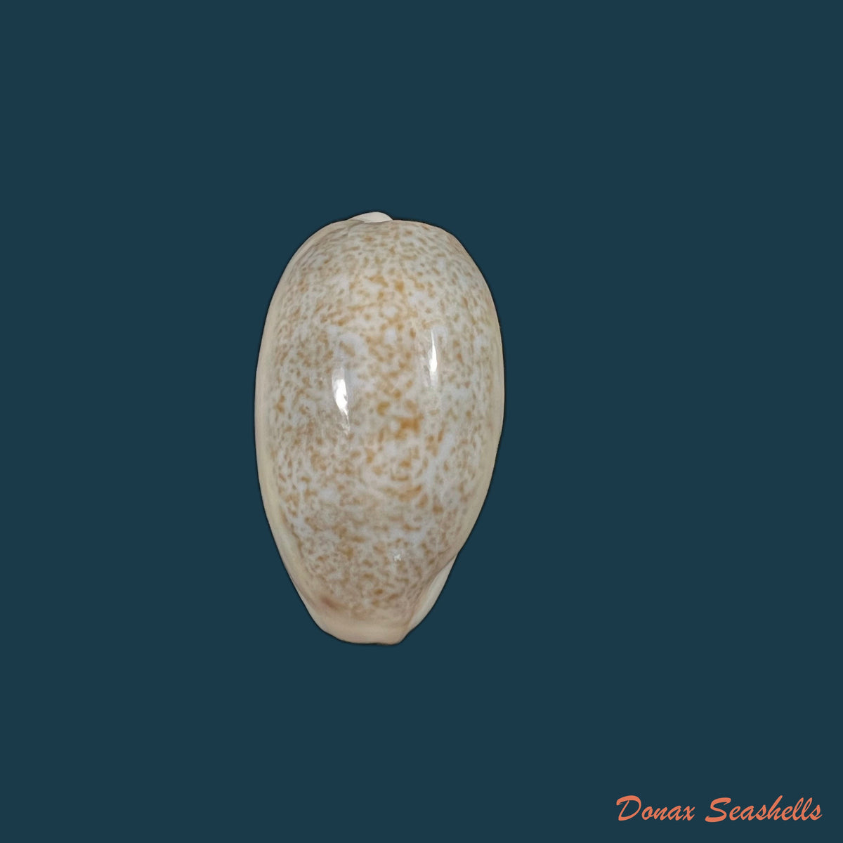 copia-de-erronea-errones-linnaeus-1758-26-9mm