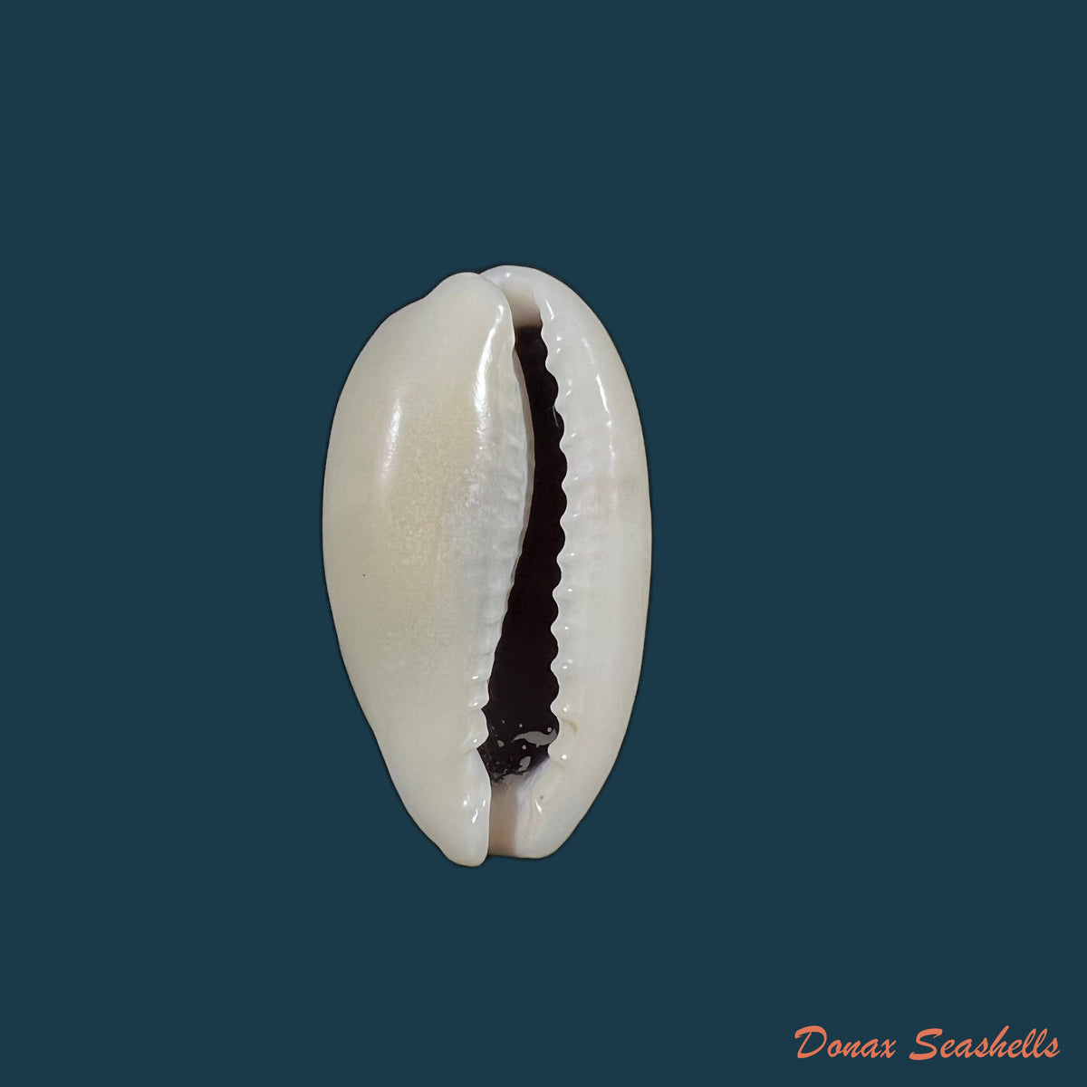 copia-de-erronea-errones-linnaeus-1758-26-9mm