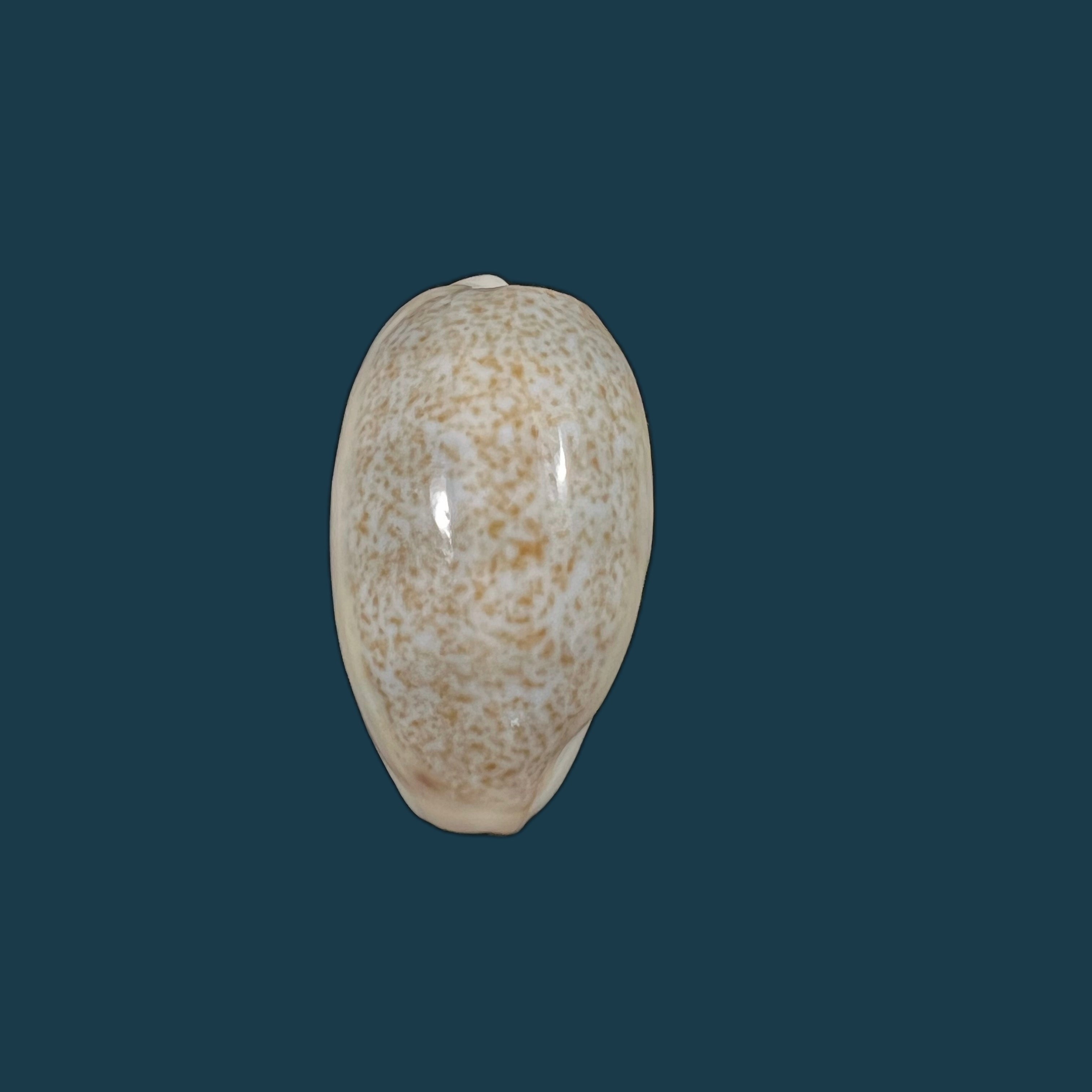 Erronea errones (Linnaeus, 1758) - 30,7mm
