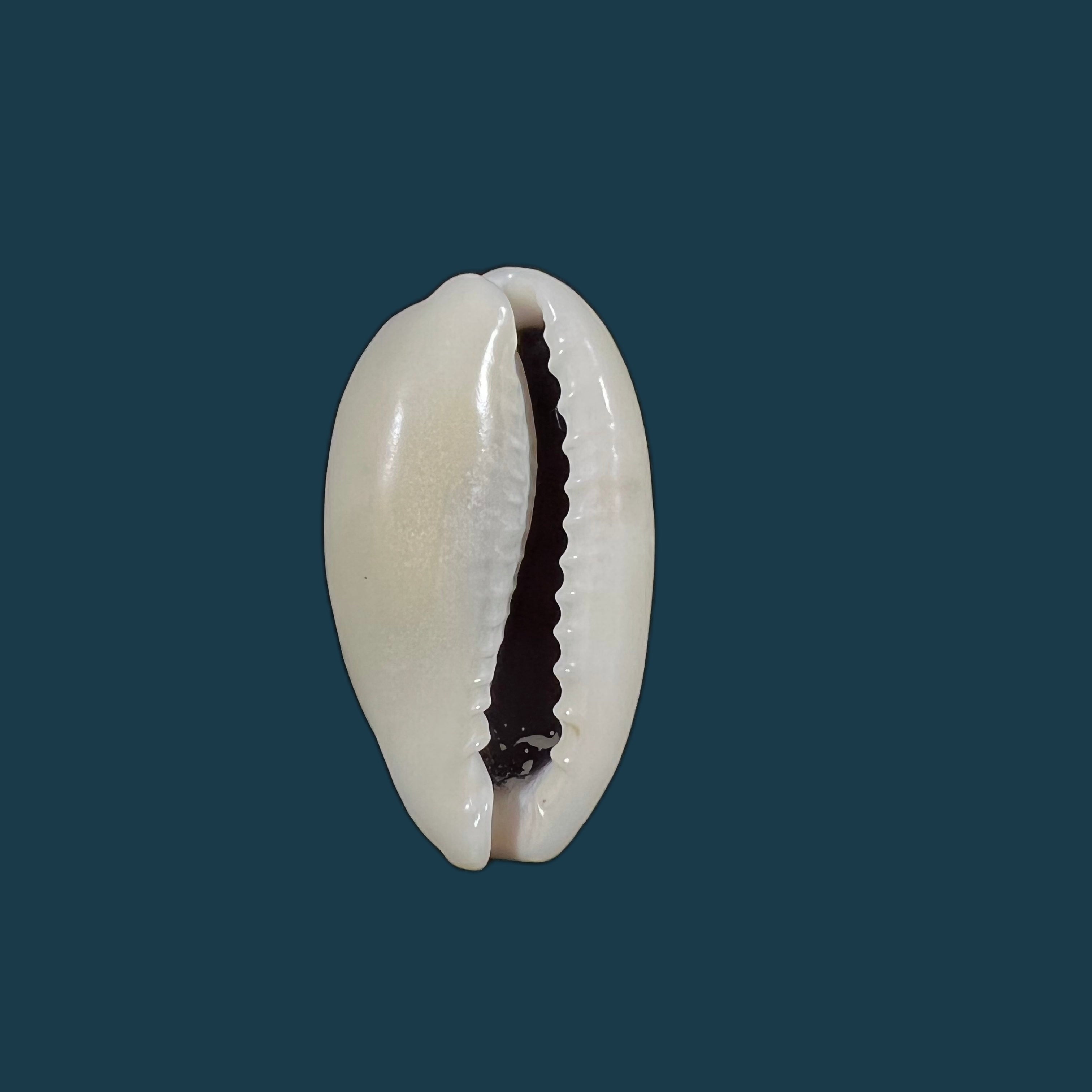 Erronea errones (Linnaeus, 1758) - 30,7mm