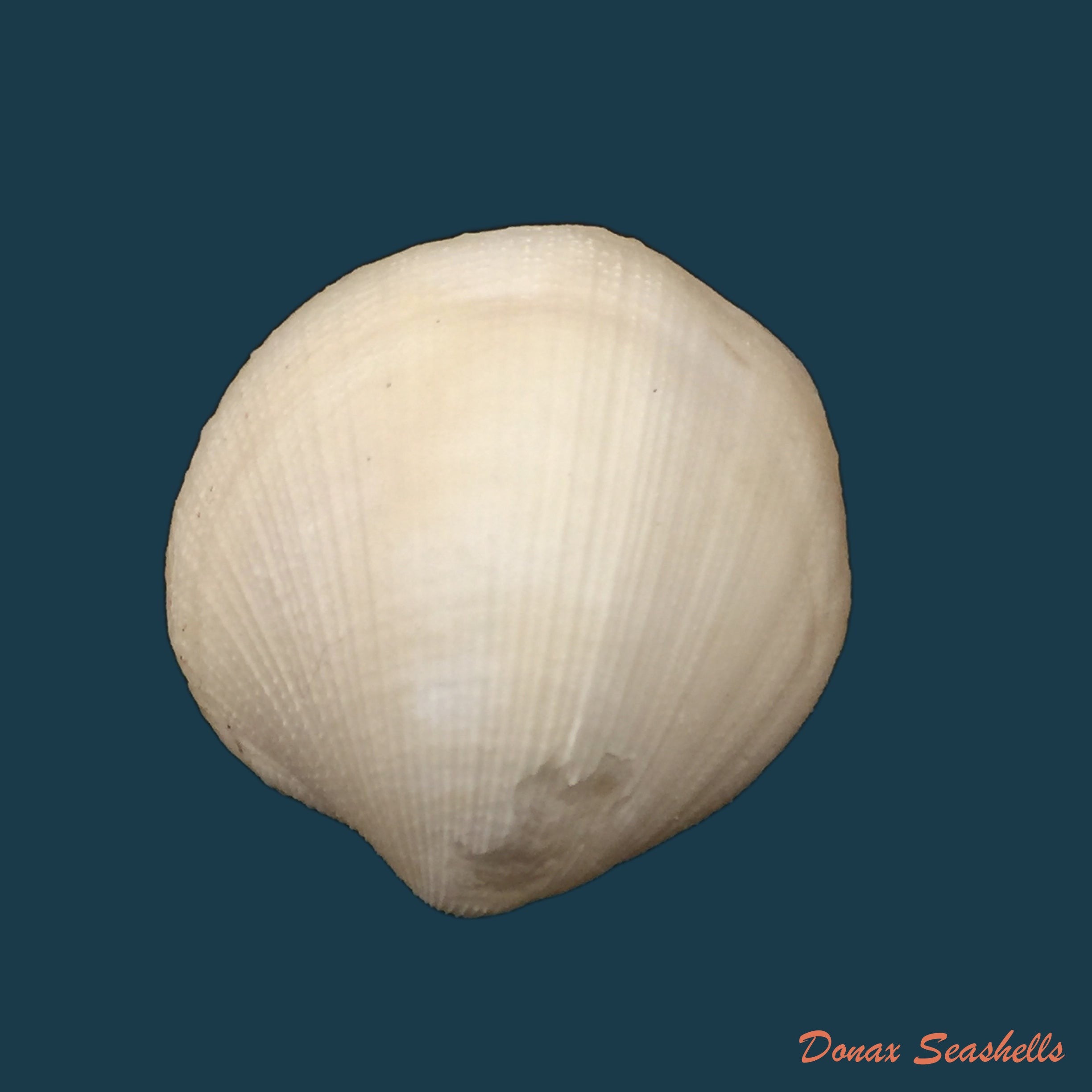 copia-de-euciroa-eburnea-wood-mason-alcock-1891-36-9mm