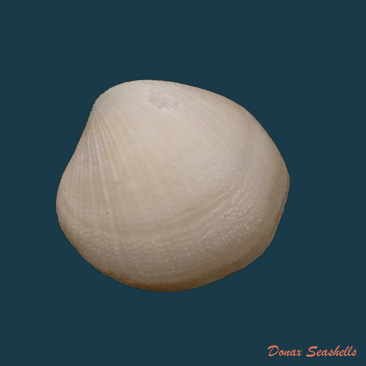 copia-de-euciroa-eburnea-wood-mason-alcock-1891-36-9mm
