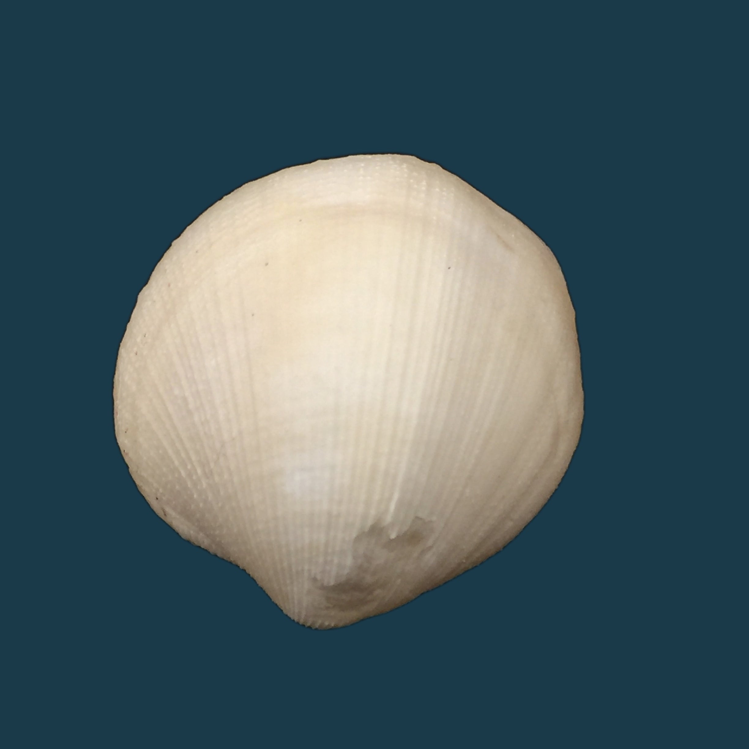 Euciroa eburnea Wood Mason &amp; Alcock, 1891 - 38毫米