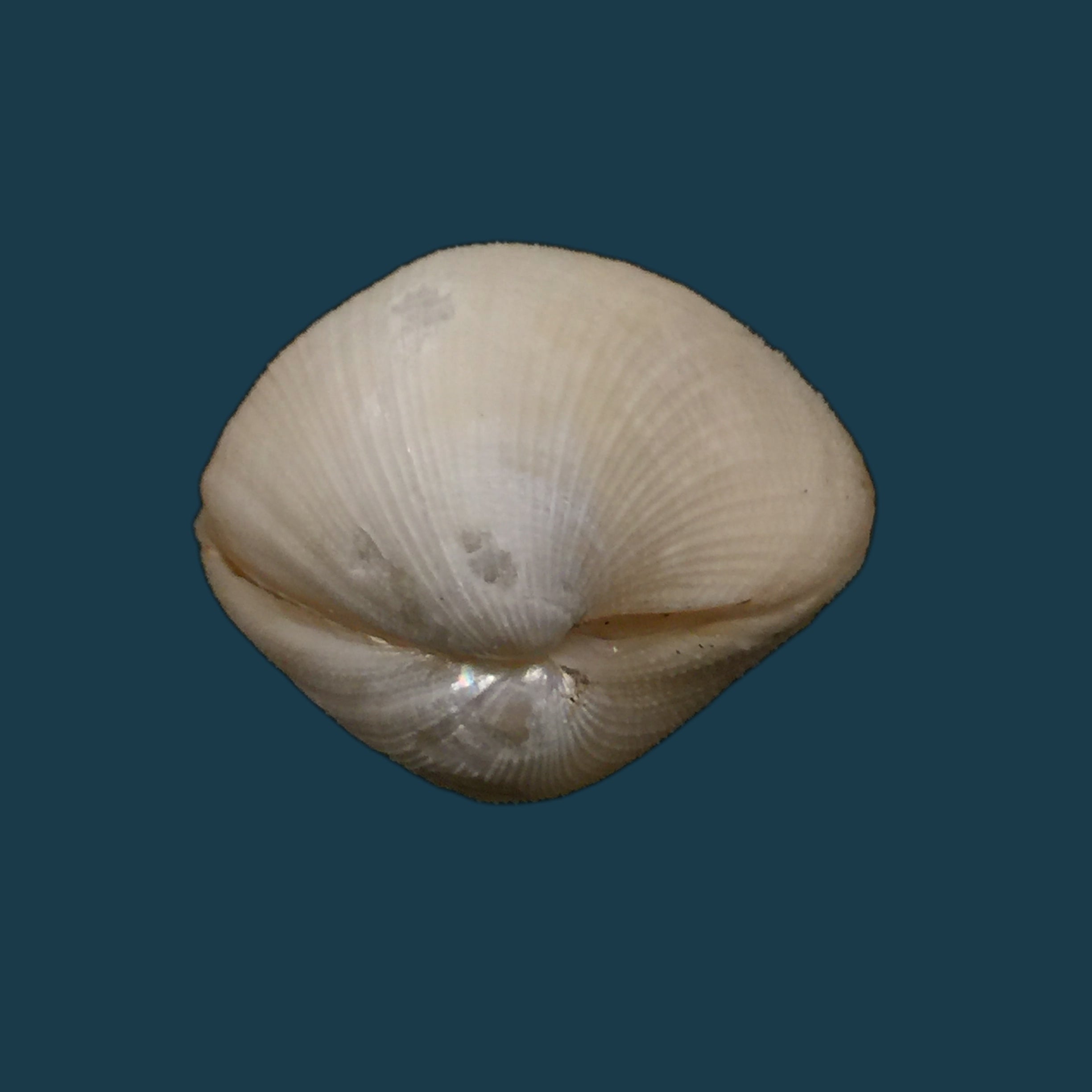 Euciroa eburnea Wood Mason &amp; Alcock, 1891 - 38毫米