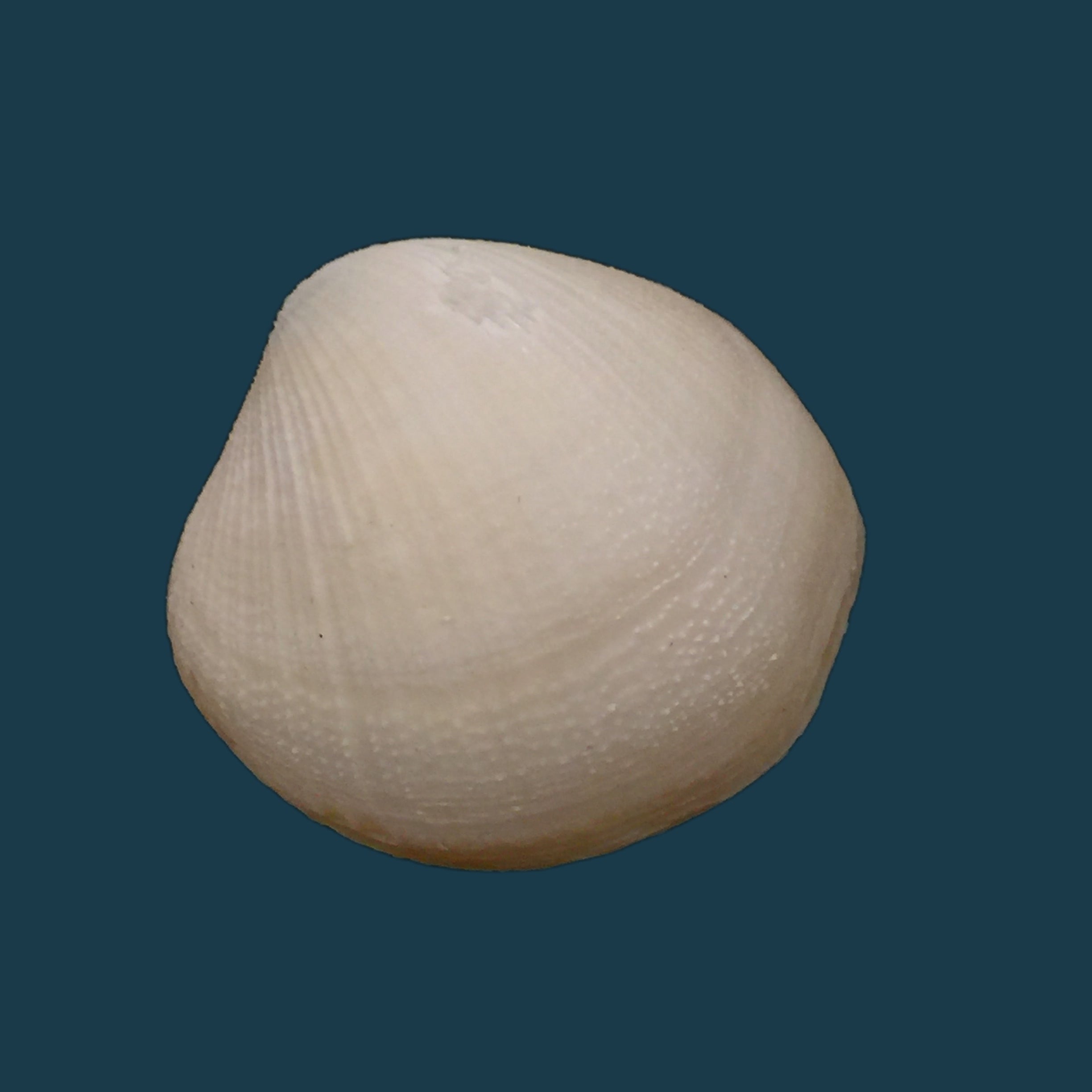 Euciroa eburnea Wood Mason &amp; Alcock, 1891 - 38毫米