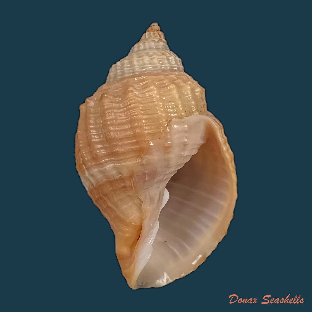 copia-de-euclia-balboae-pilsbry-1931-37mm
