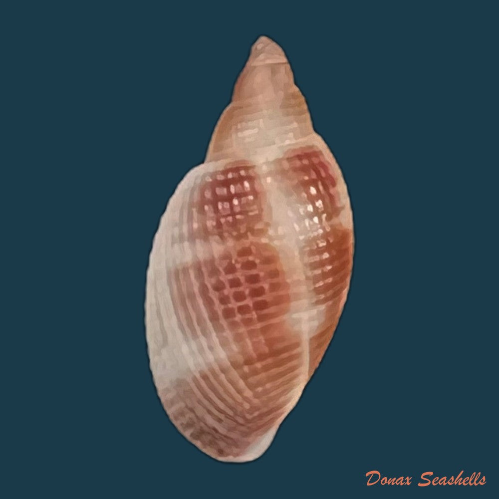 copia-de-euclia-balboae-pilsbry-1931-41-5mm