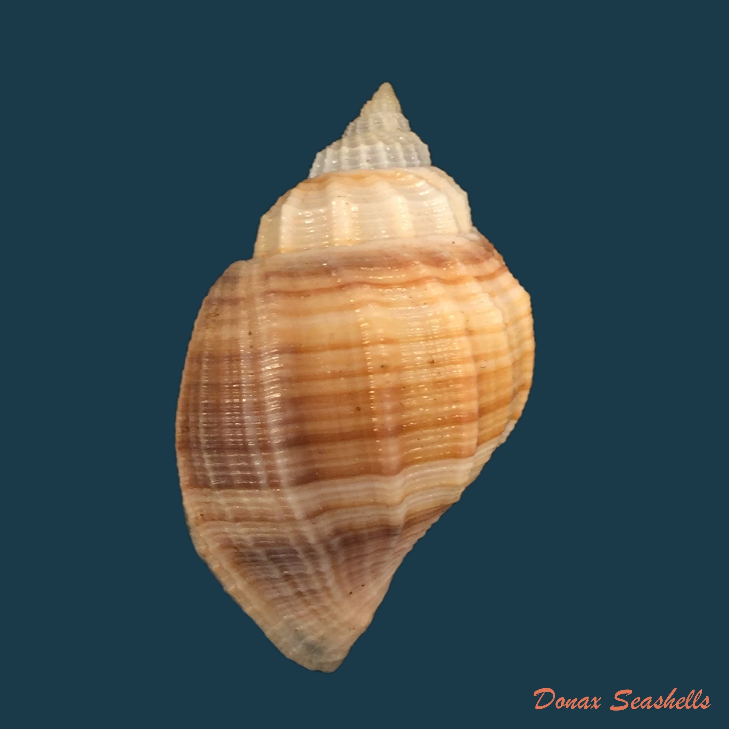 copia-de-euclia-laurettae-petit-harasewych-1999