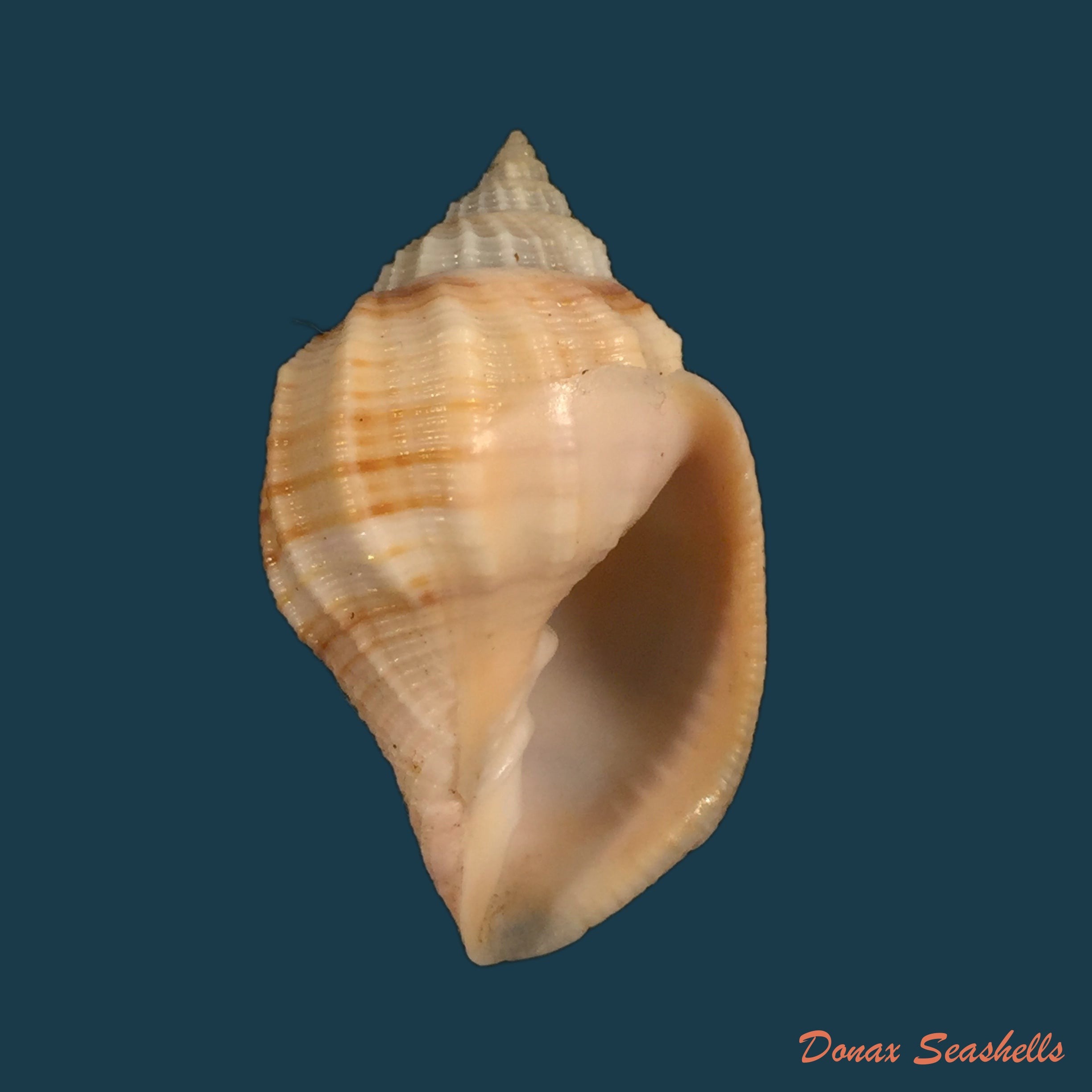 copia-de-euclia-laurettae-petit-harasewych-1999
