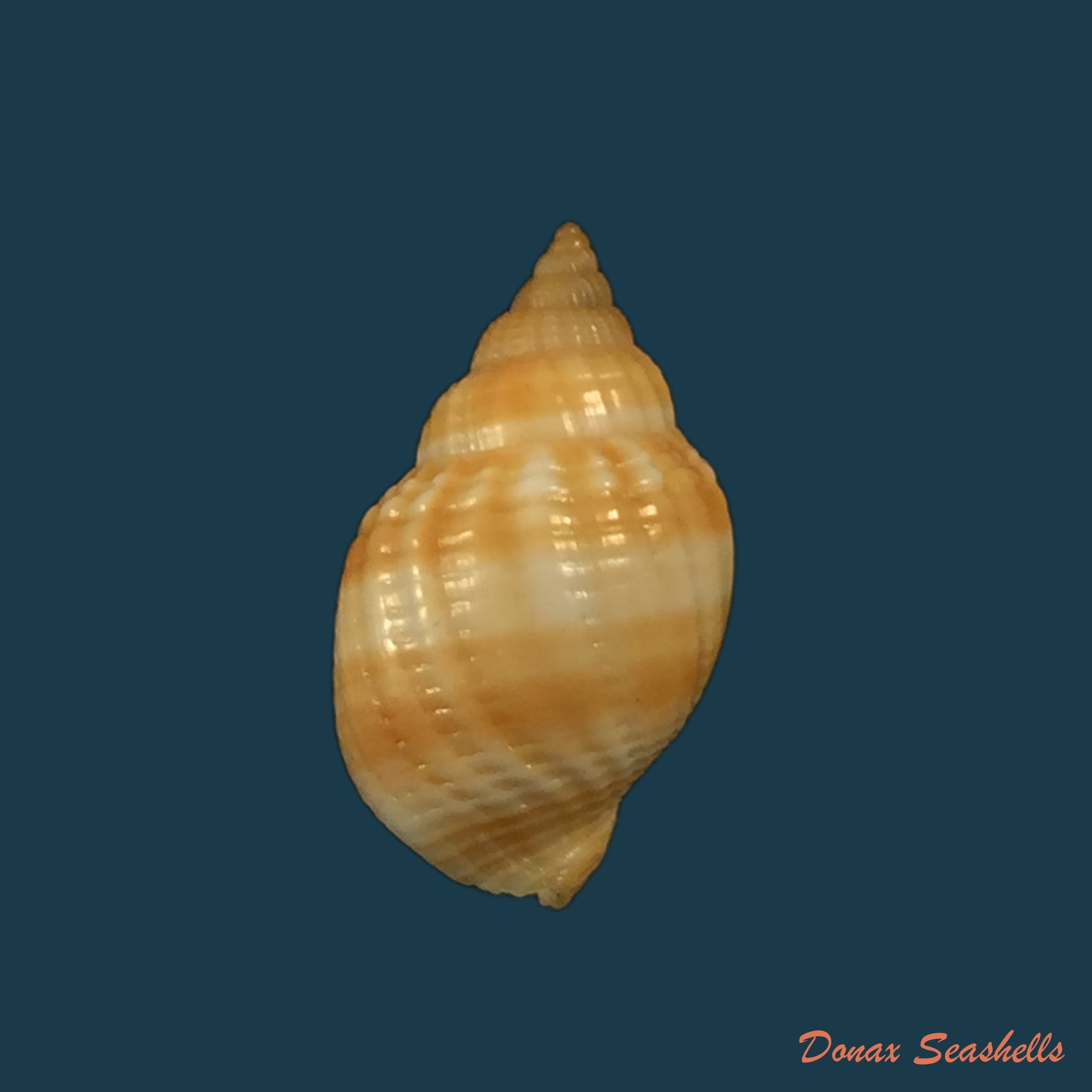 copia-de-euclia-laurettae-petit-harasewych-2000
