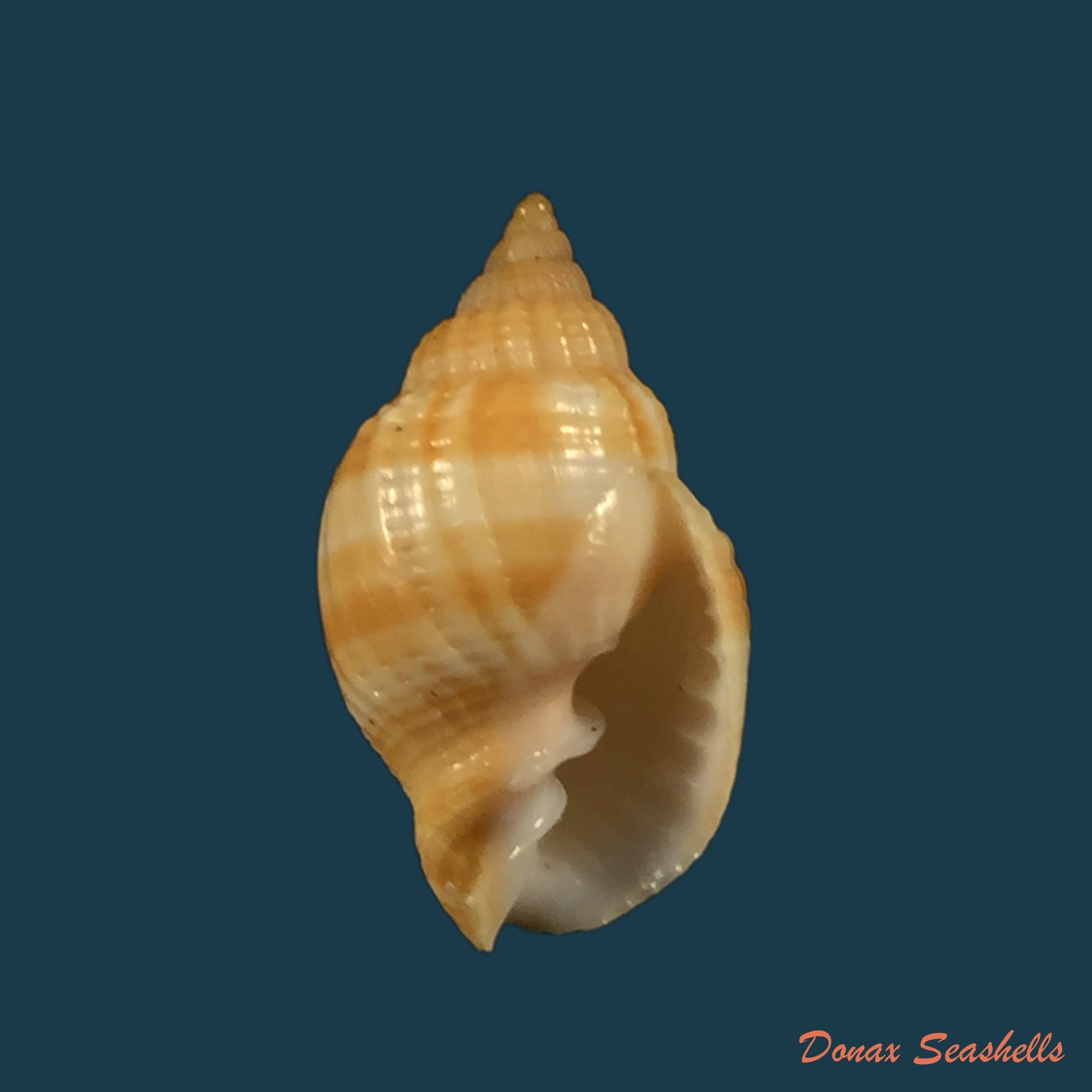 copia-de-euclia-laurettae-petit-harasewych-2000