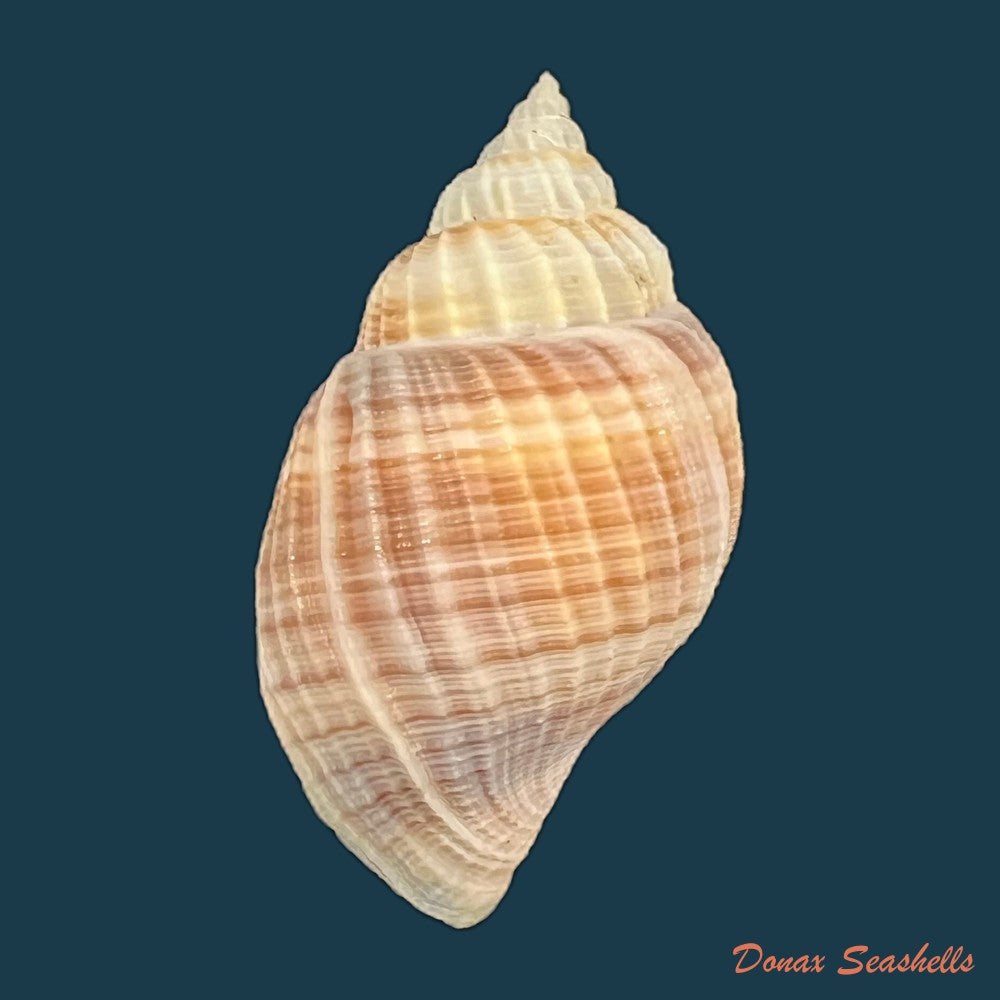 copia-de-euclia-laurettae-petit-harasewych-2001