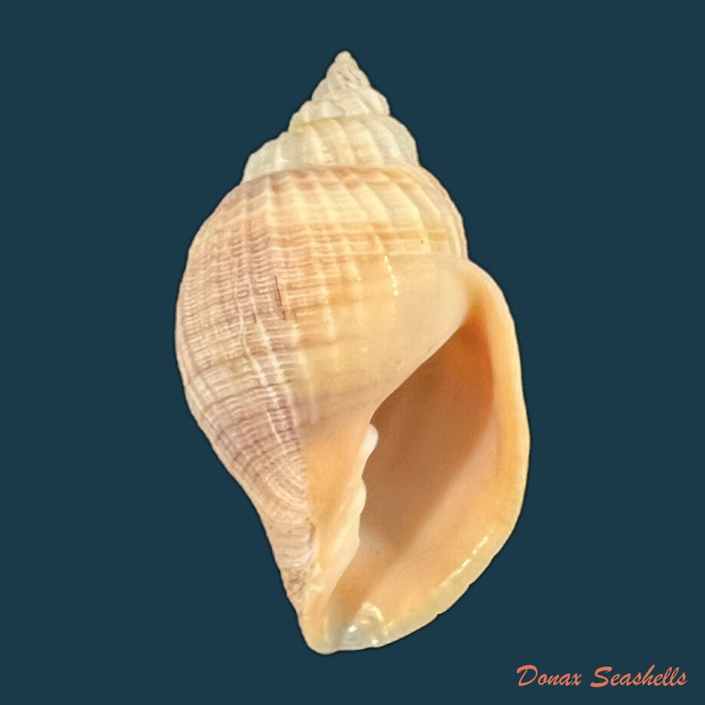 copia-de-euclia-laurettae-petit-harasewych-2001