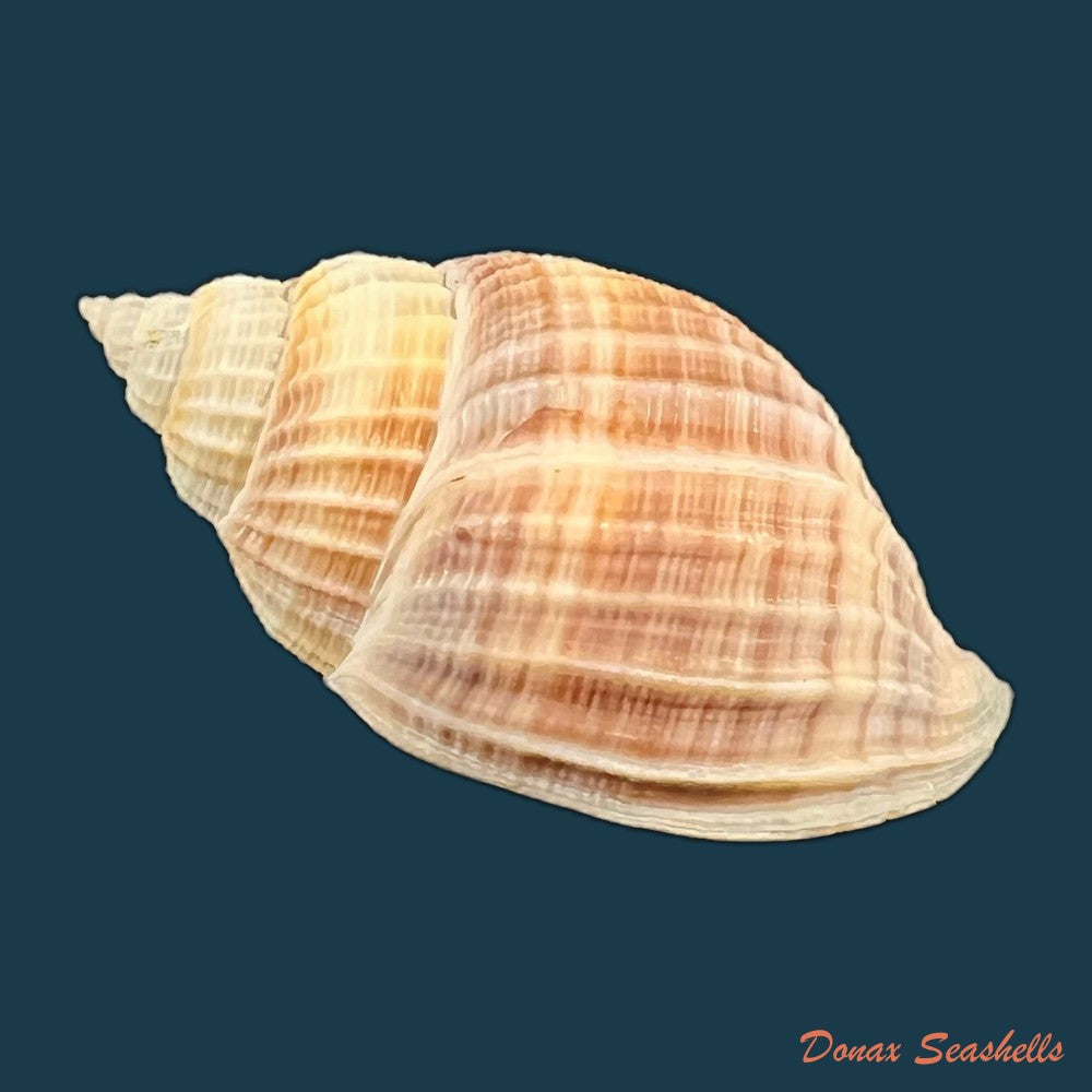 copia-de-euclia-laurettae-petit-harasewych-2001