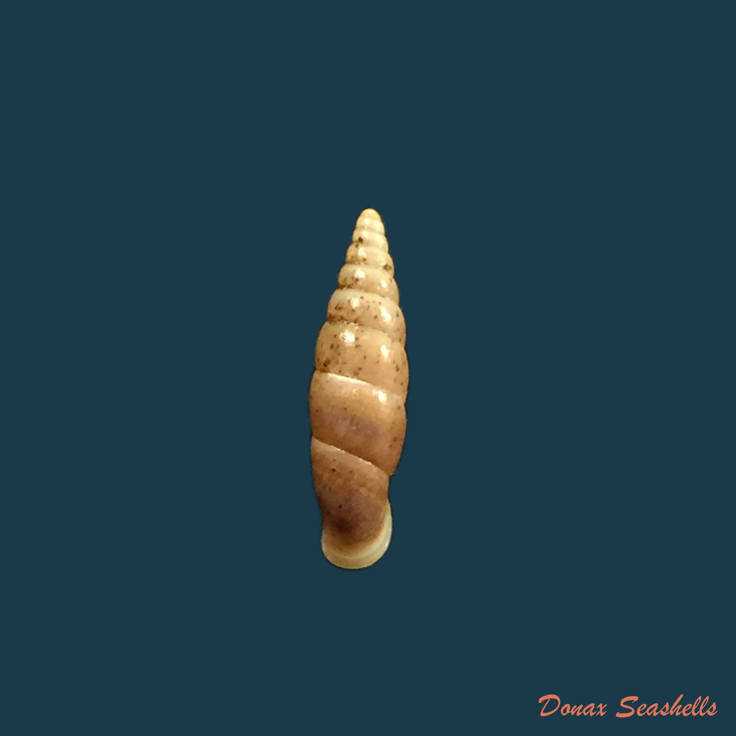 copia-de-euphaedusa-sheridani-pfeiffer-1865-14-2mm