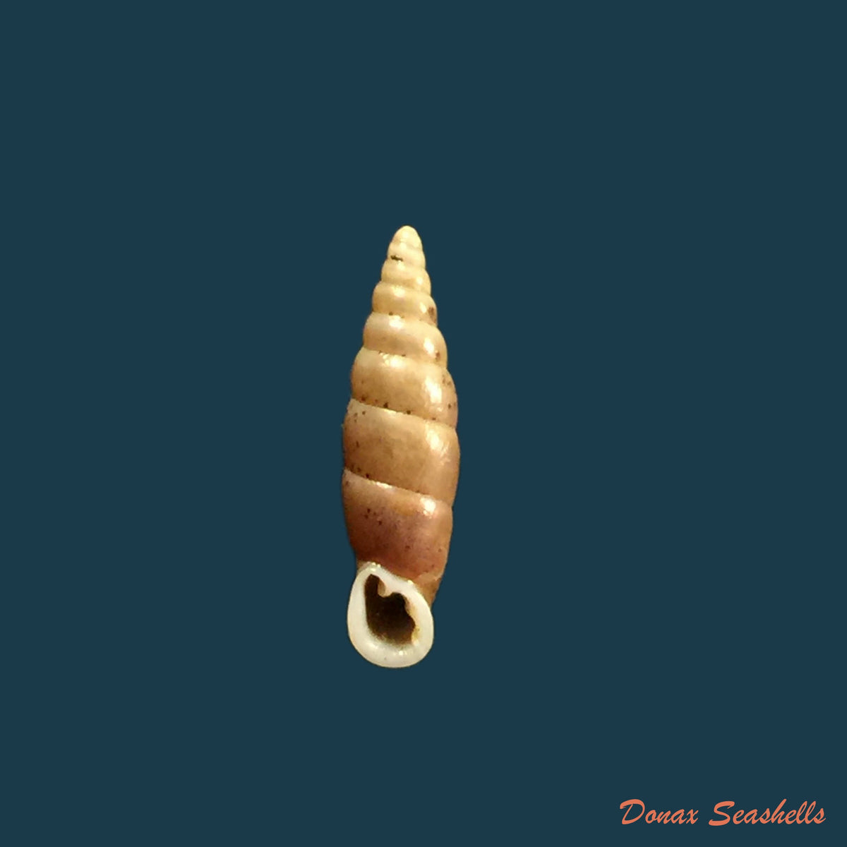 copia-de-euphaedusa-sheridani-pfeiffer-1865-14-2mm