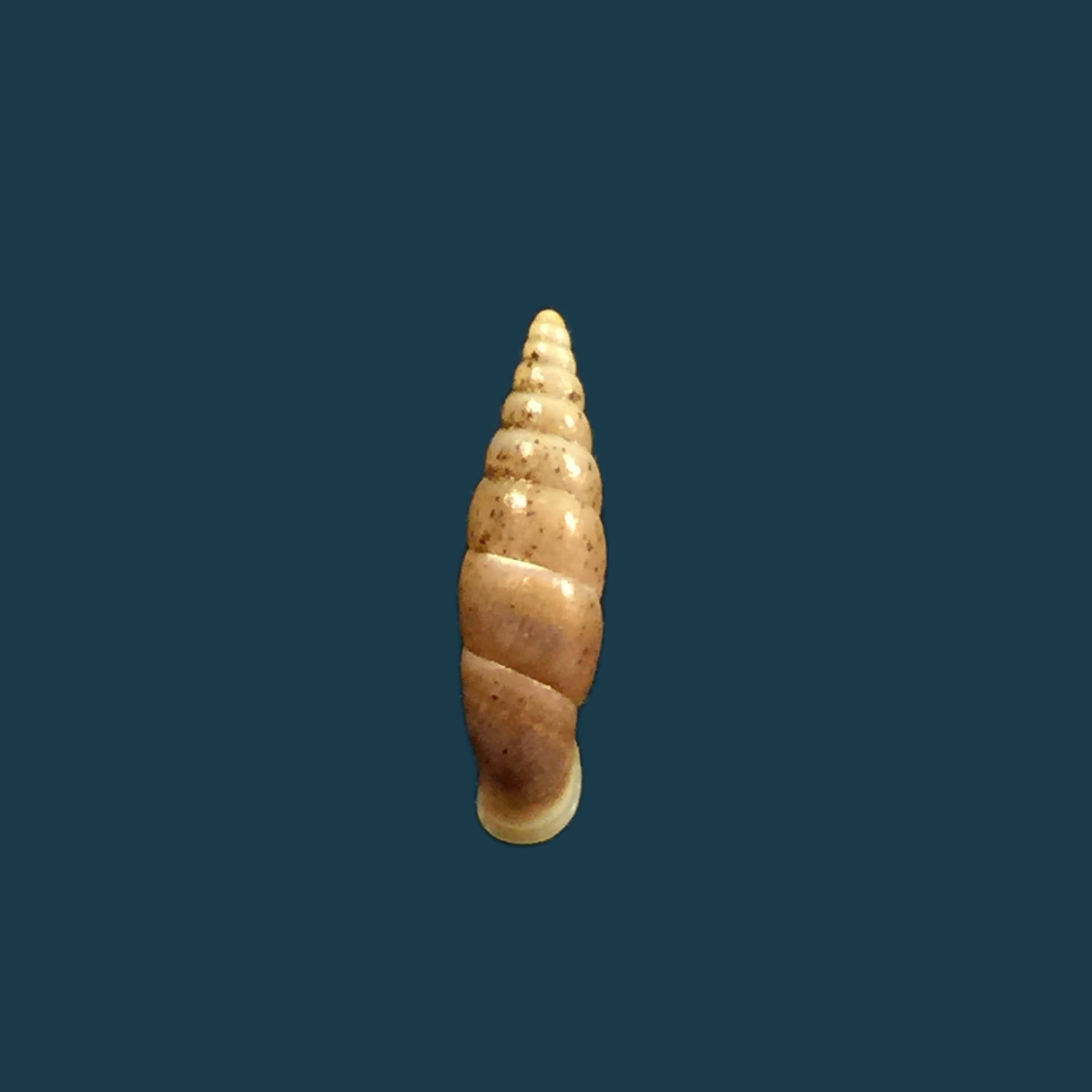 Hemiphaedusa myersi (Schmacker &amp; Boettger, 1891) - 14,8毫米