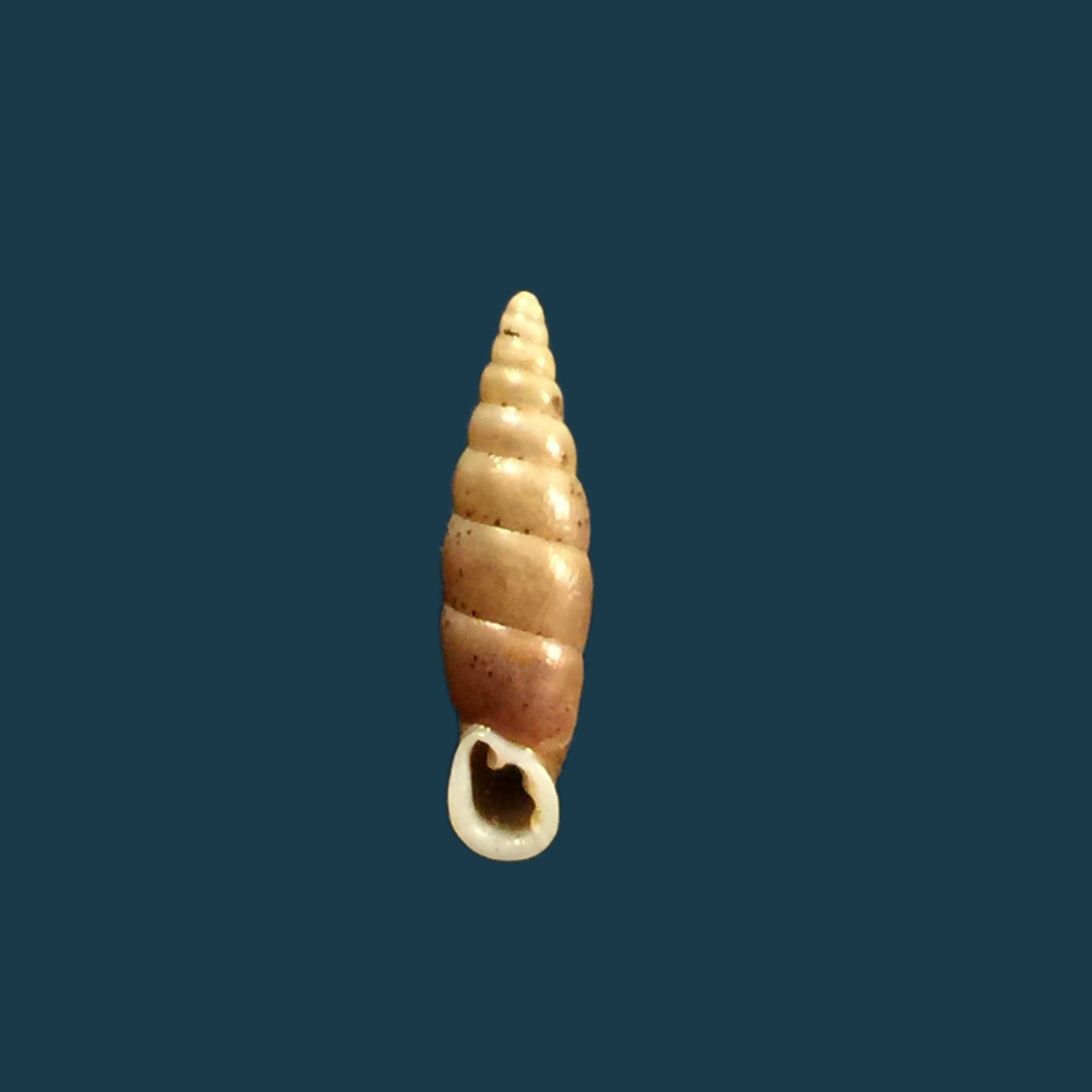 Hemiphaedusa myersi (Schmacker &amp; Boettger, 1891) - 14,8毫米
