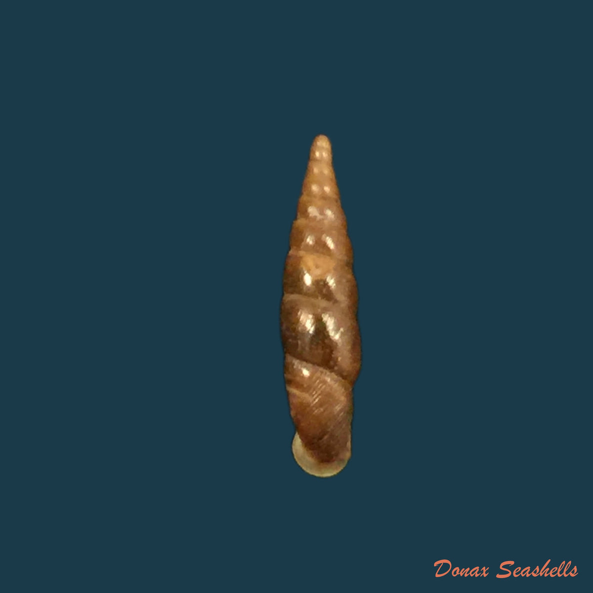 copia-de-euphaedusa-sheridani-pfeiffer-1865-14-7mm