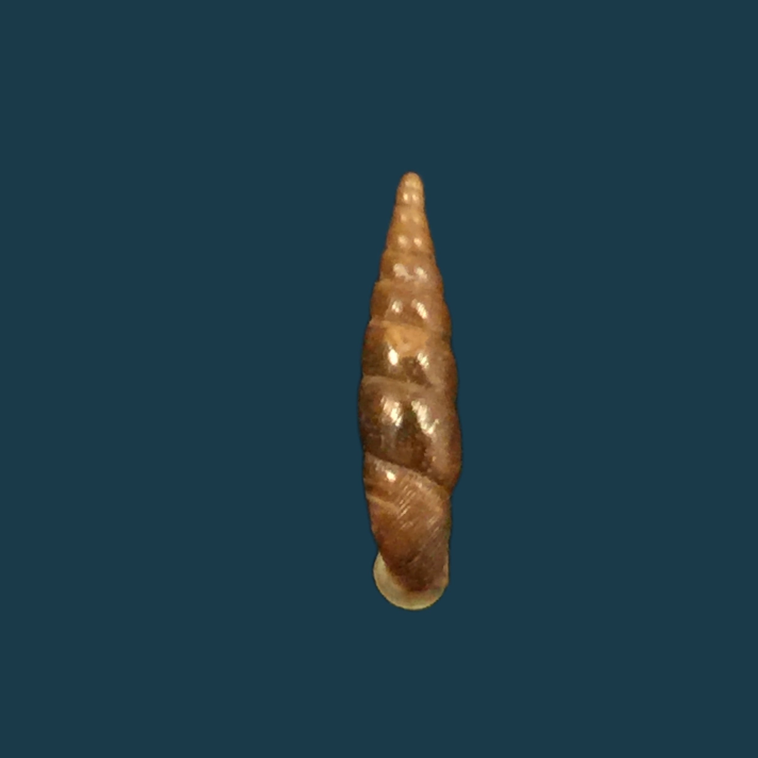 Euphaedusa sheridani (Pfeiffer, 1865) - 14,4mm