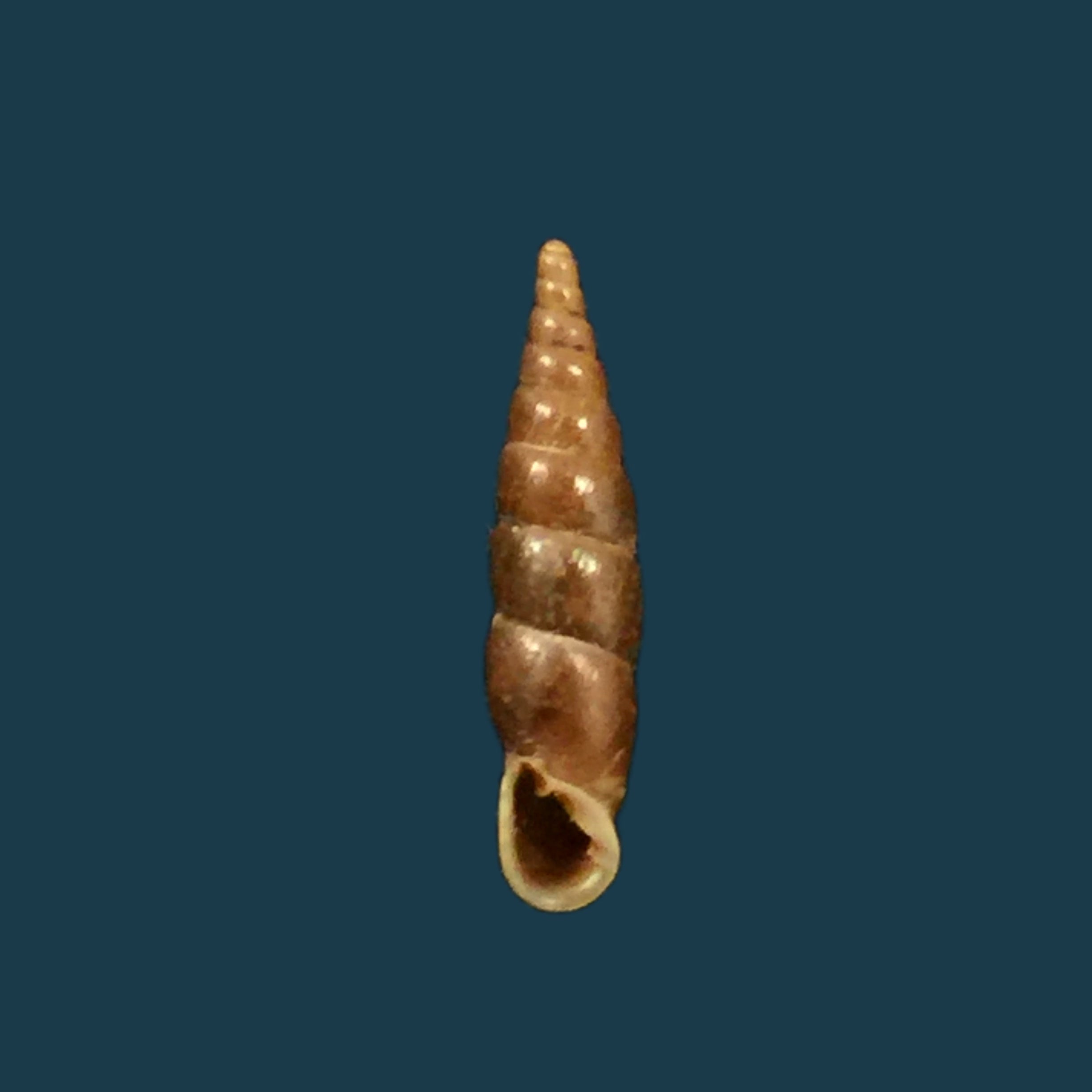 Euphaedusa sheridani (Pfeiffer, 1865) - 14,4mm