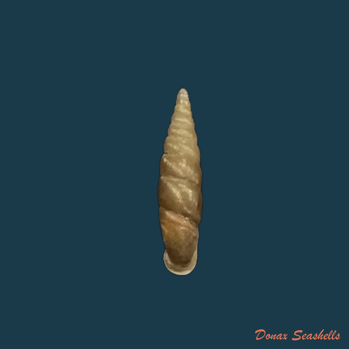 copia-de-euphaedusa-subaculus-pilsbry-1902-13-2mm