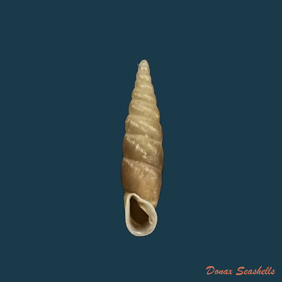 copia-de-euphaedusa-subaculus-pilsbry-1902-13-2mm