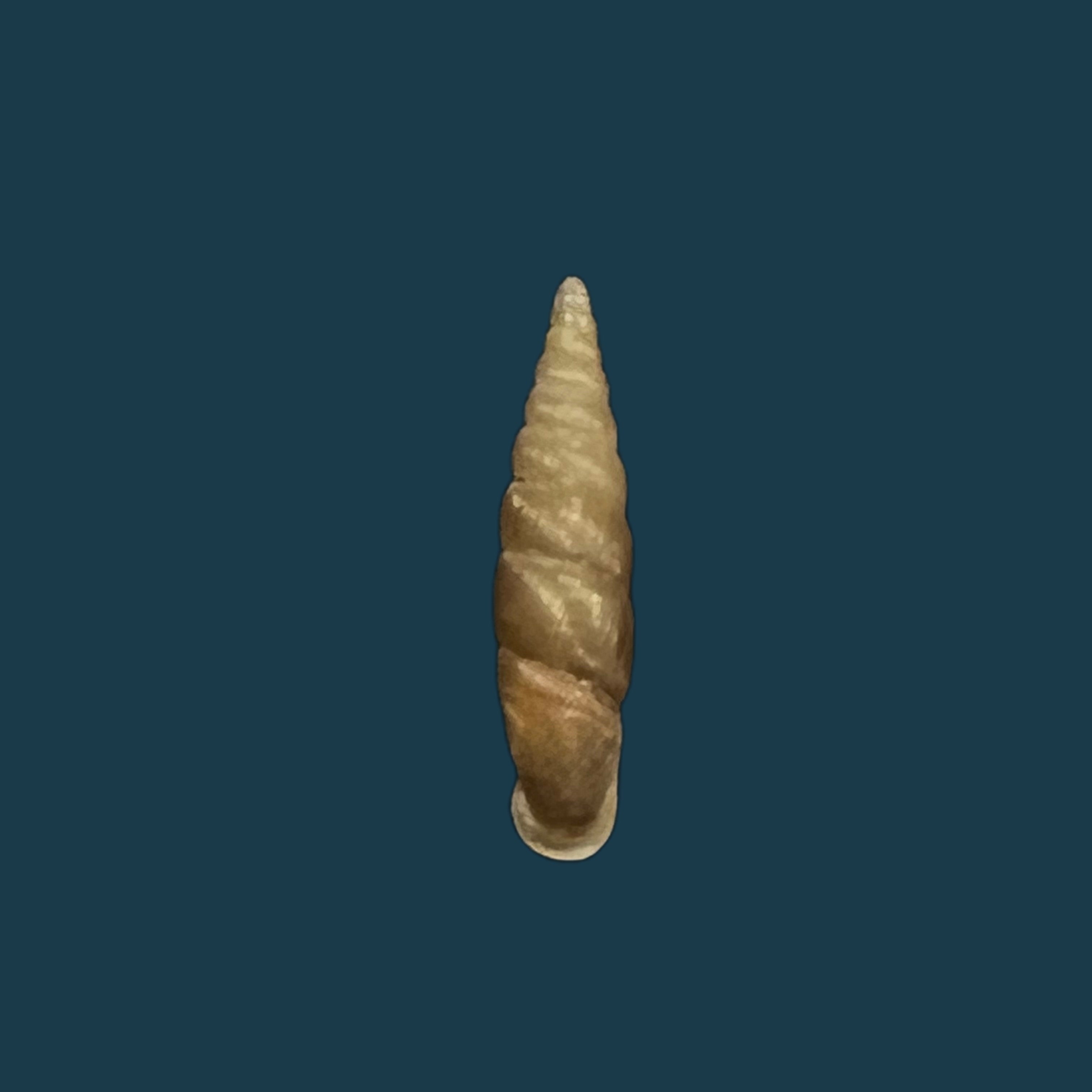 Euphaedusa subaculus（Pilsbry，1902）- 13,6毫米