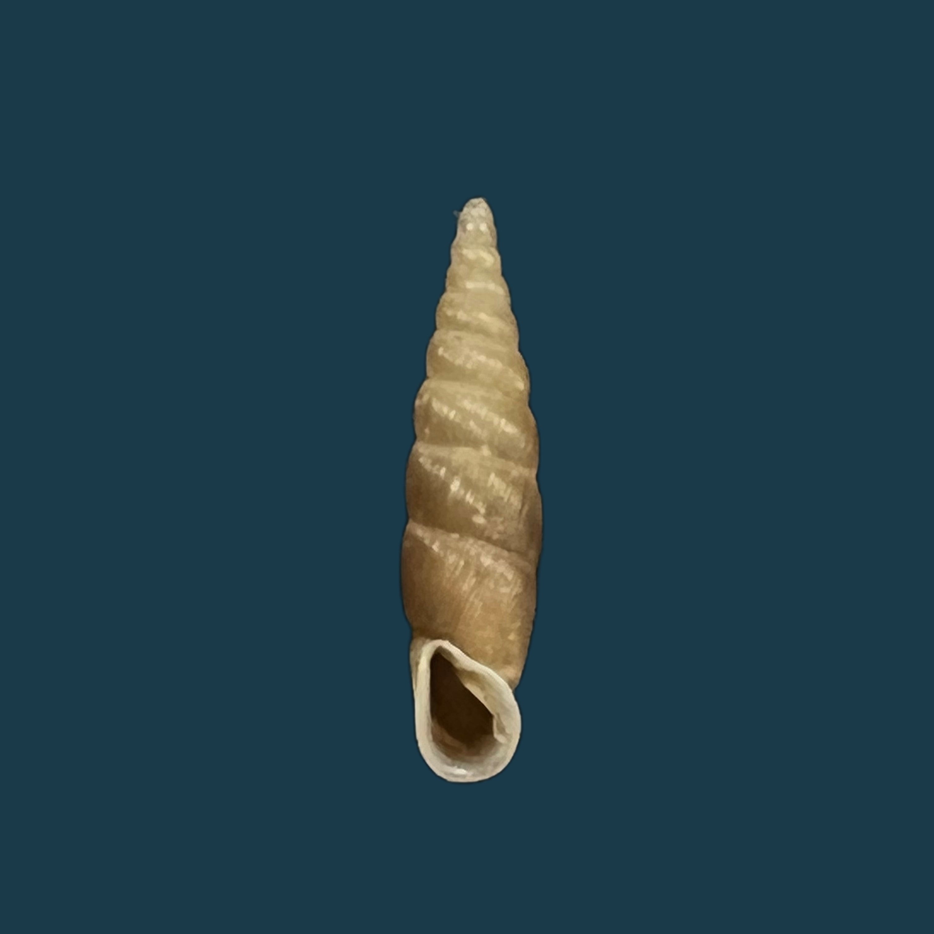 Euphaedusa subaculus（Pilsbry，1902）- 13,6毫米
