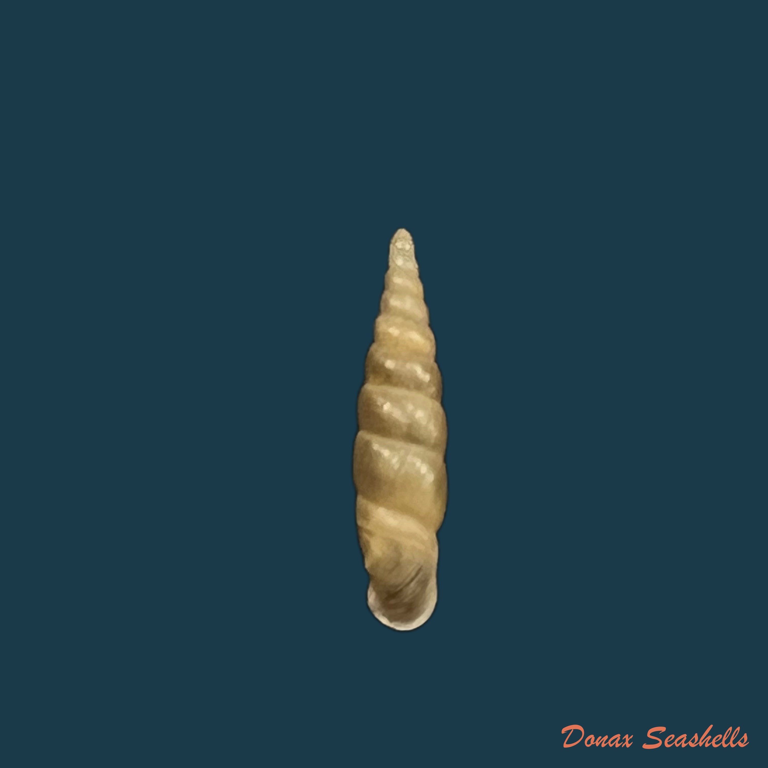 copia-de-euphaedusa-subaculus-pilsbry-1902-13-6mm