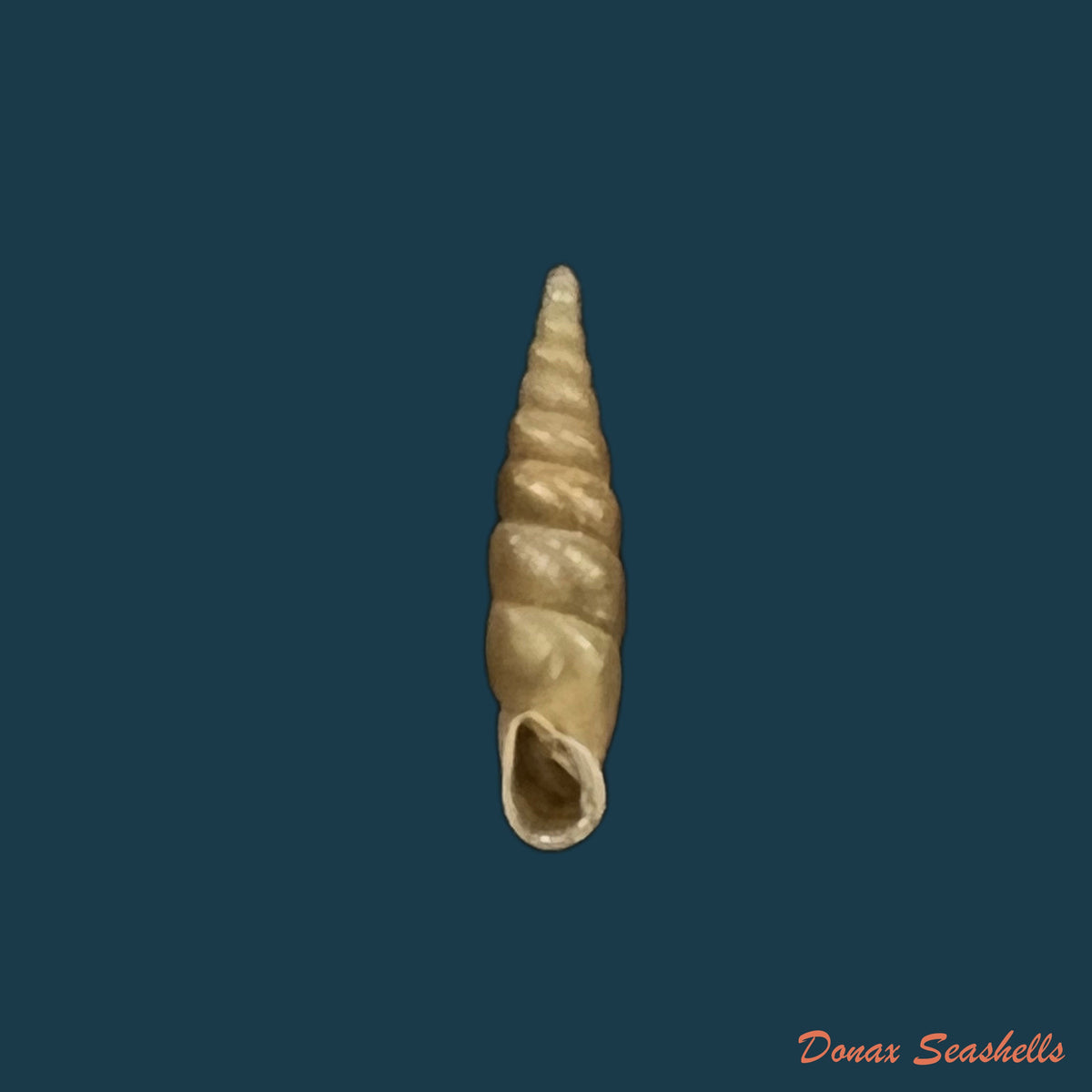 copia-de-euphaedusa-subaculus-pilsbry-1902-13-6mm