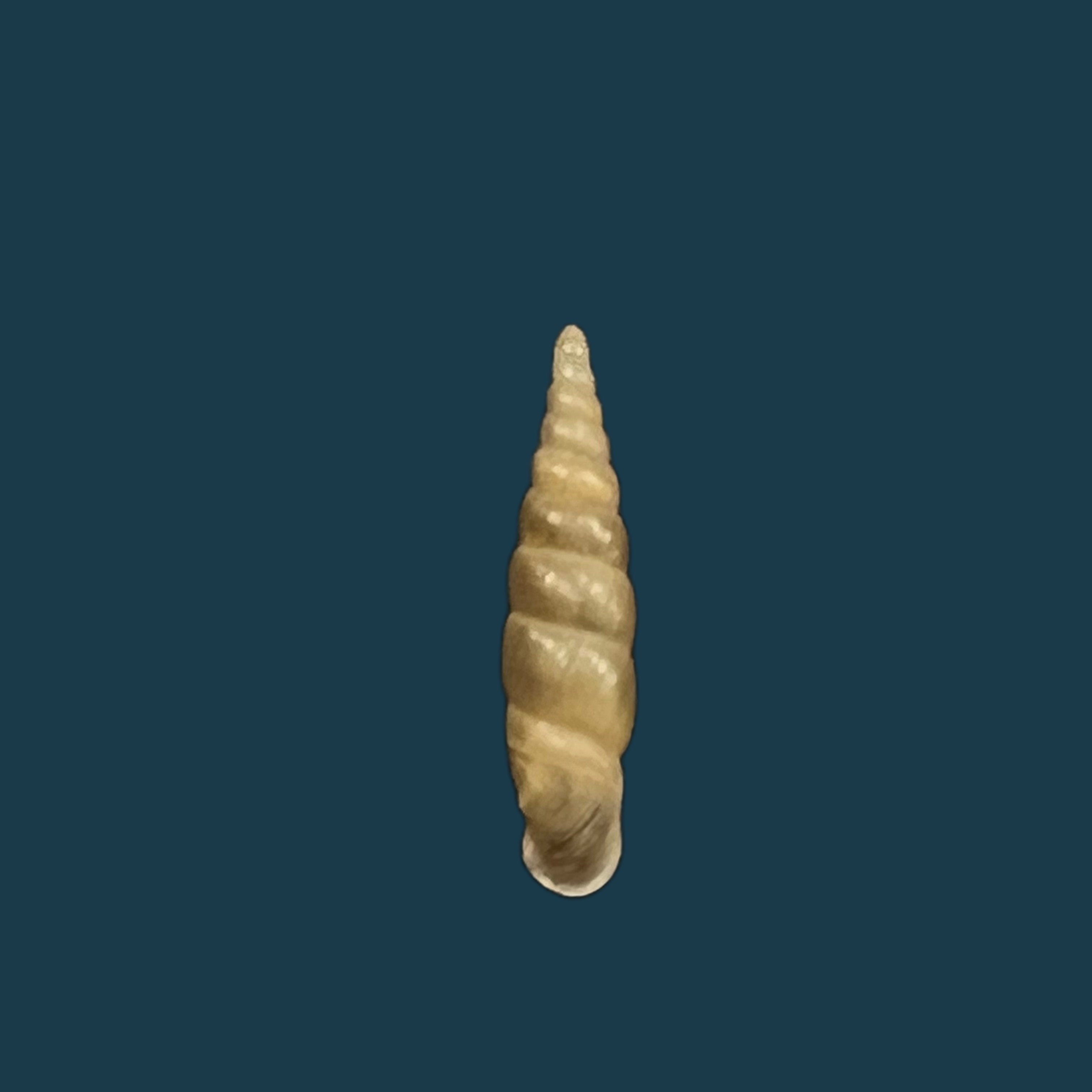 Euphaedusa subaculus（Pilsbry，1902）- 13毫米