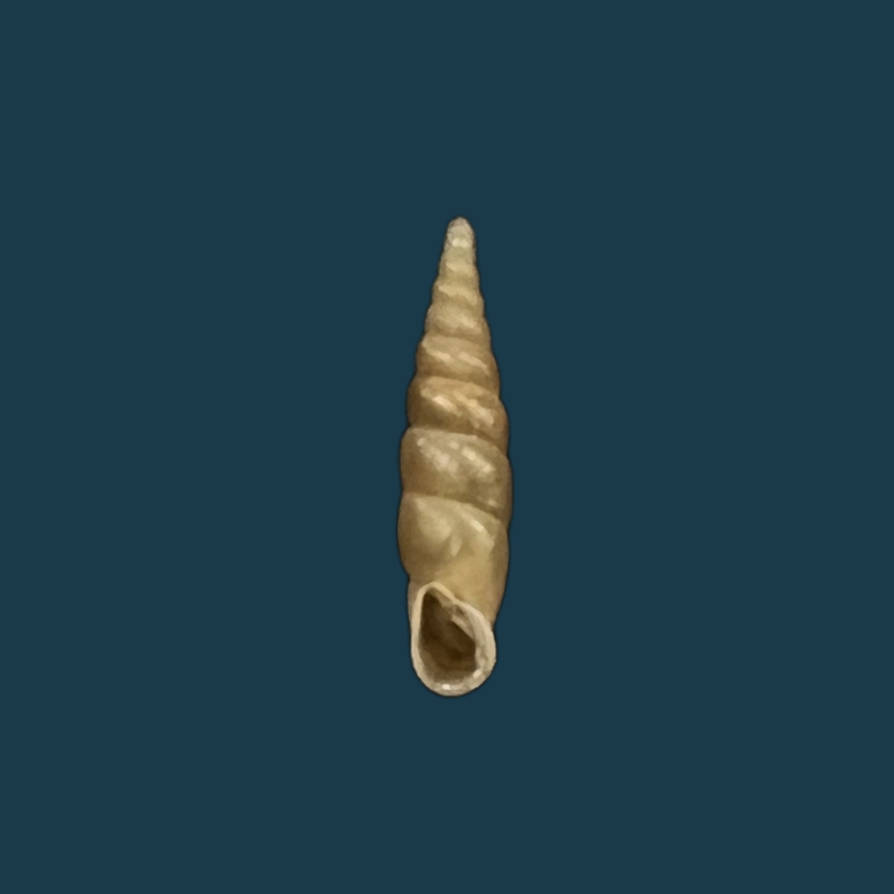 Euphaedusa subaculus（Pilsbry，1902）- 13毫米