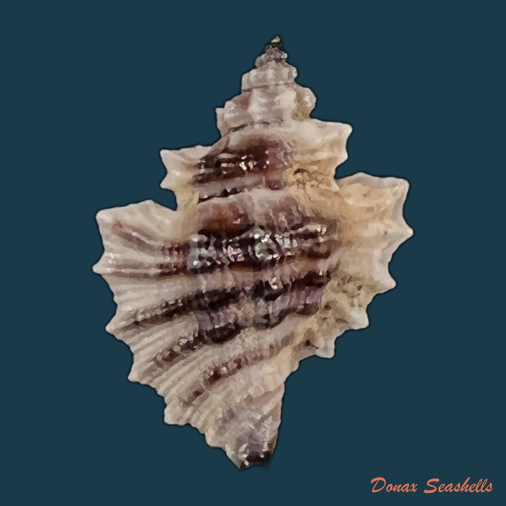 copia-de-eupleura-nitida-broderip-1833-17mm