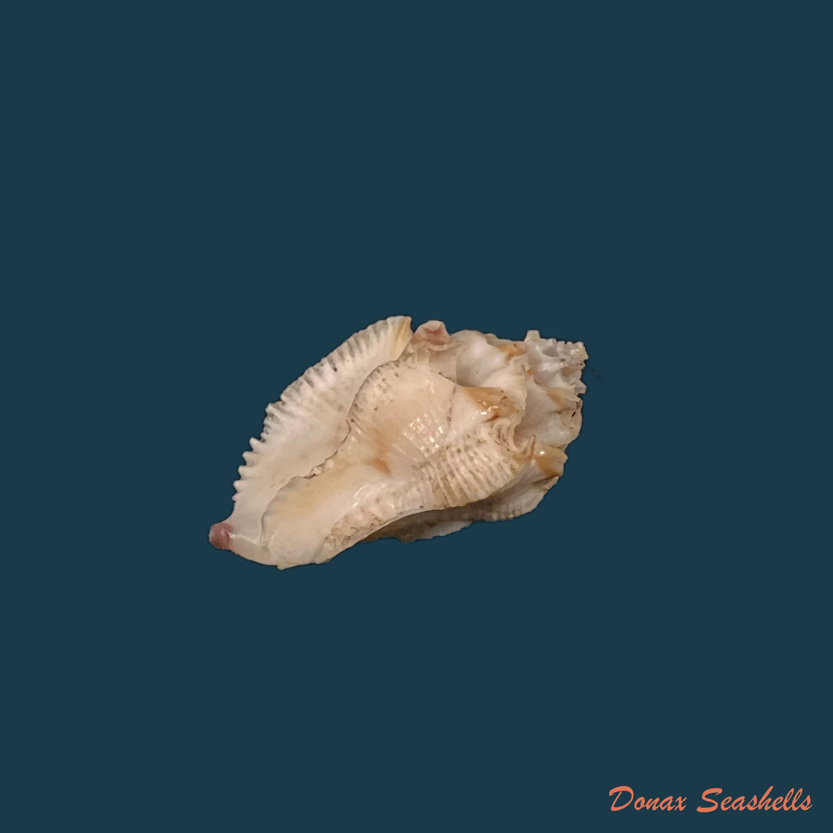 copia-de-eupleura-vokesorum-herbert-2005-40-8mm