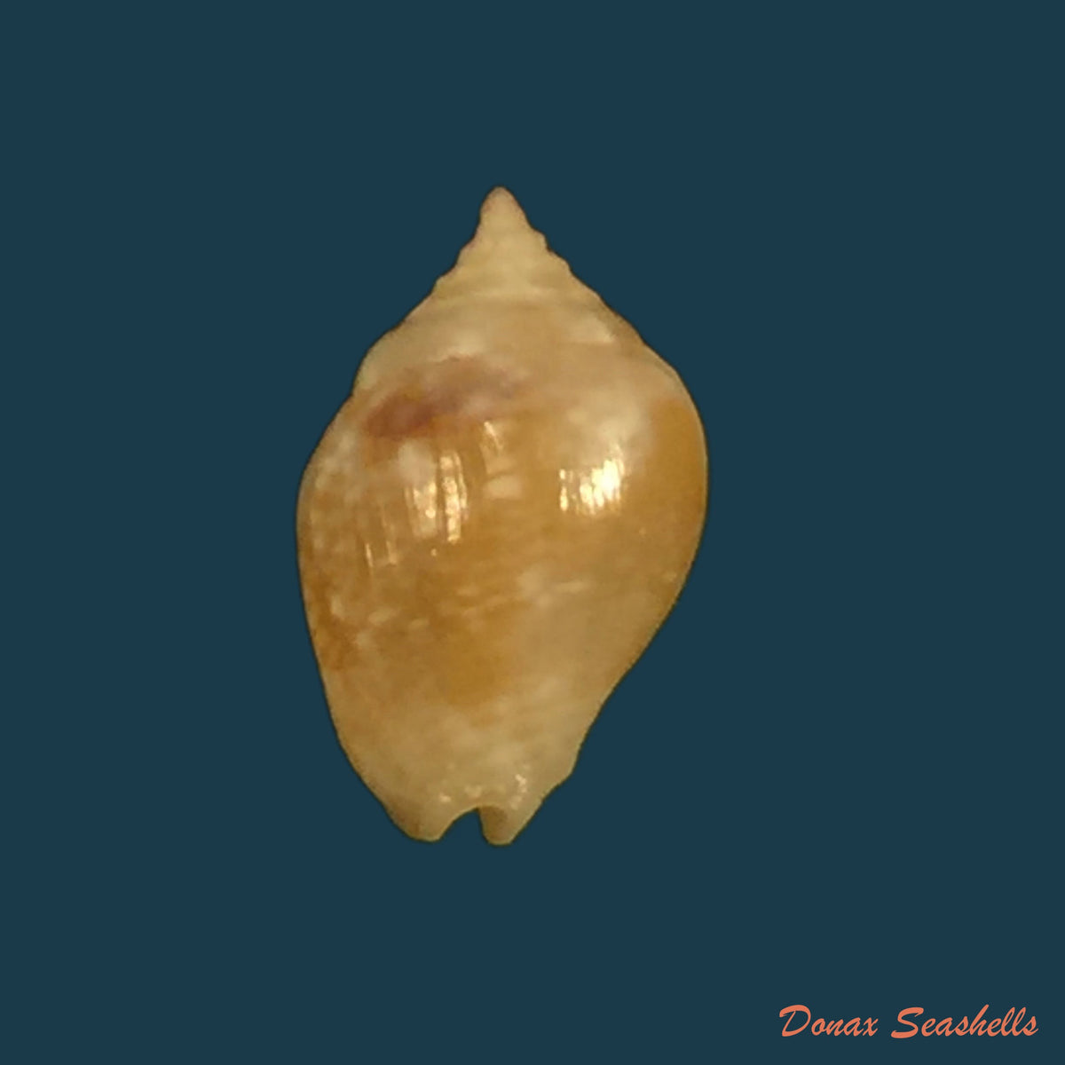 copia-de-euplica-turturina-lamarck-1822-8-6mm