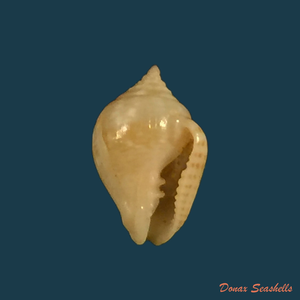 copia-de-euplica-turturina-lamarck-1822-8-6mm
