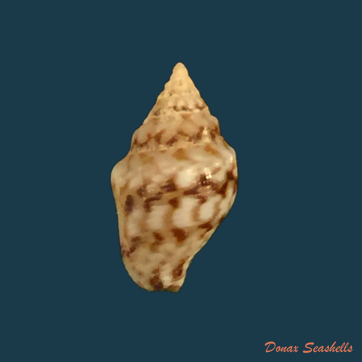 copia-de-euplica-turturina-lamarck-1822-9-1mm