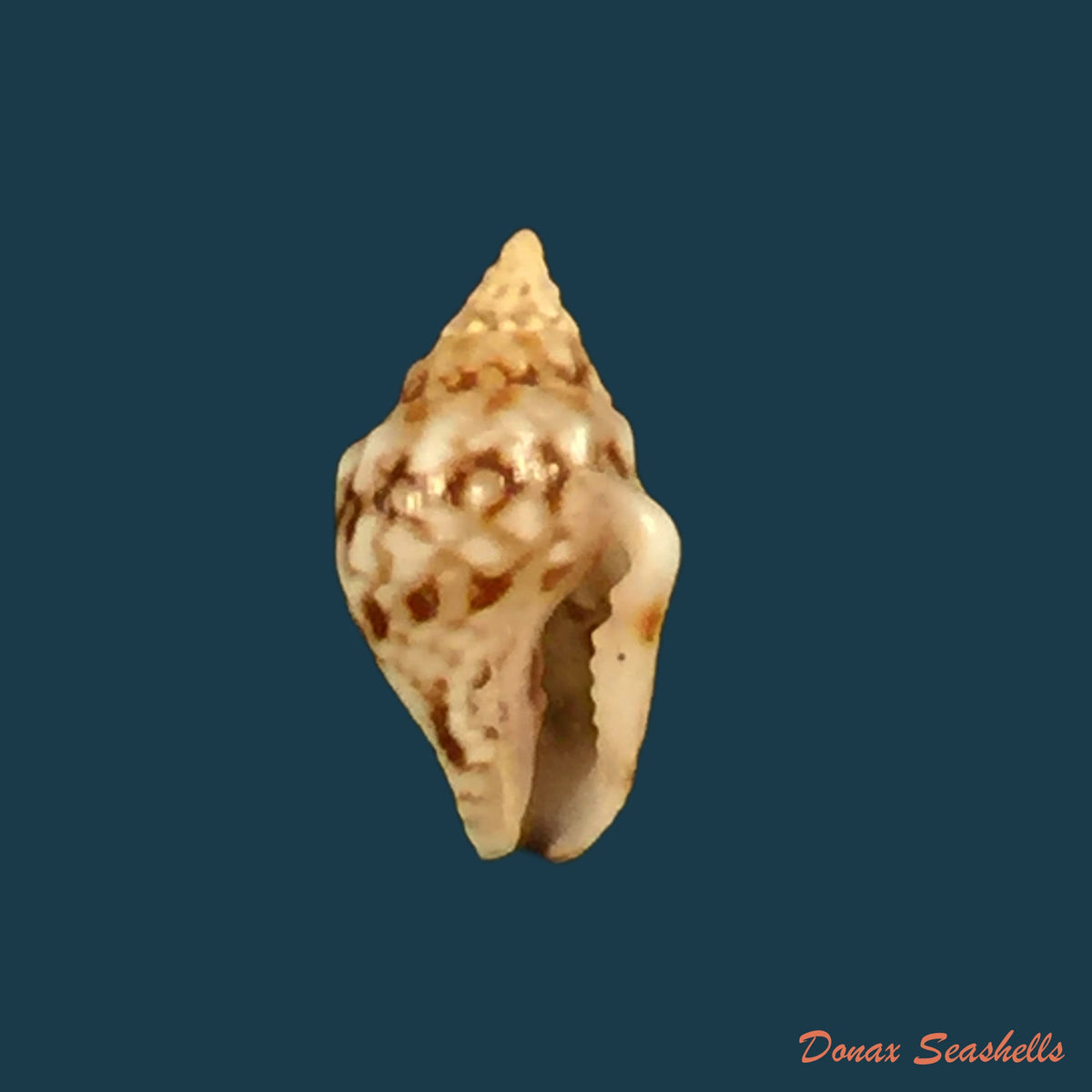 copia-de-euplica-turturina-lamarck-1822-9-1mm