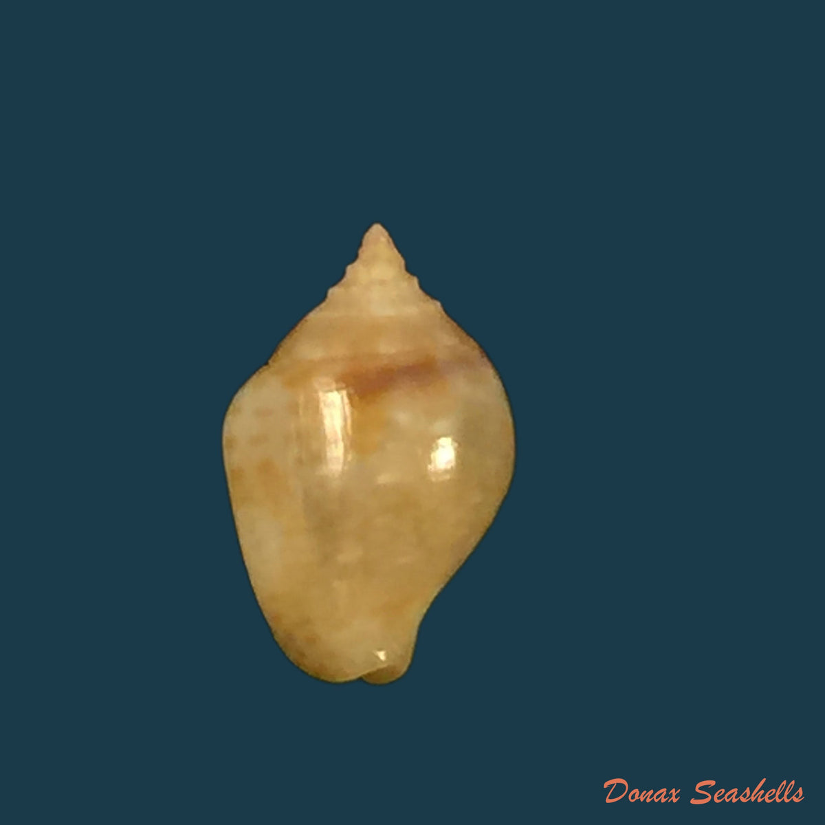 copia-de-euplica-turturina-lamarck-1822-9-2mm