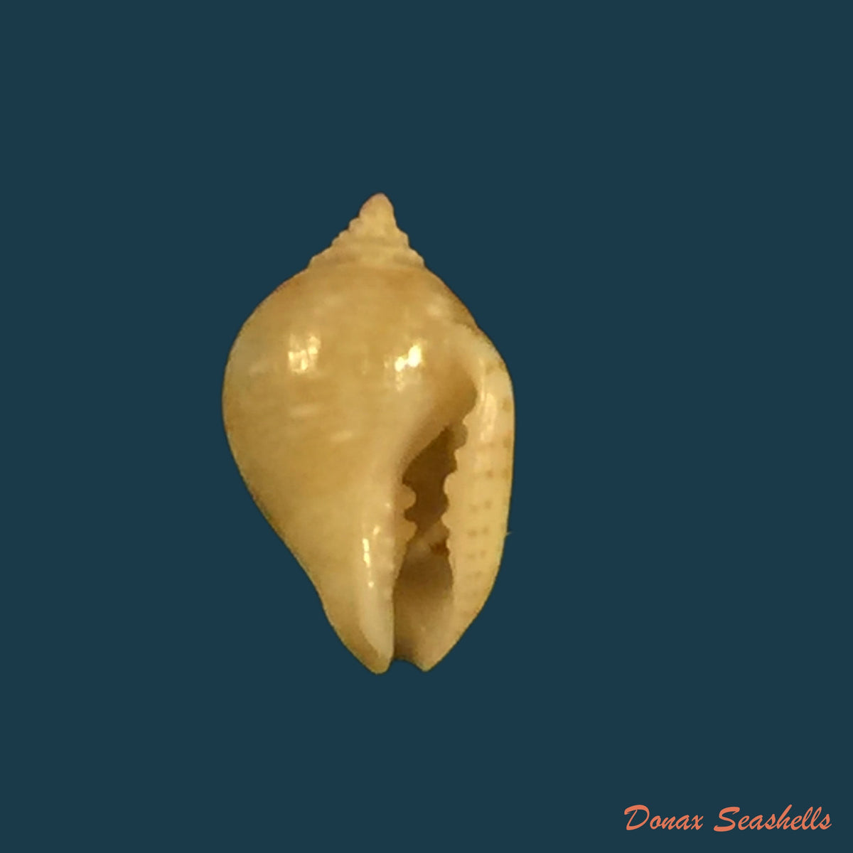 copia-de-euplica-turturina-lamarck-1822-9-2mm