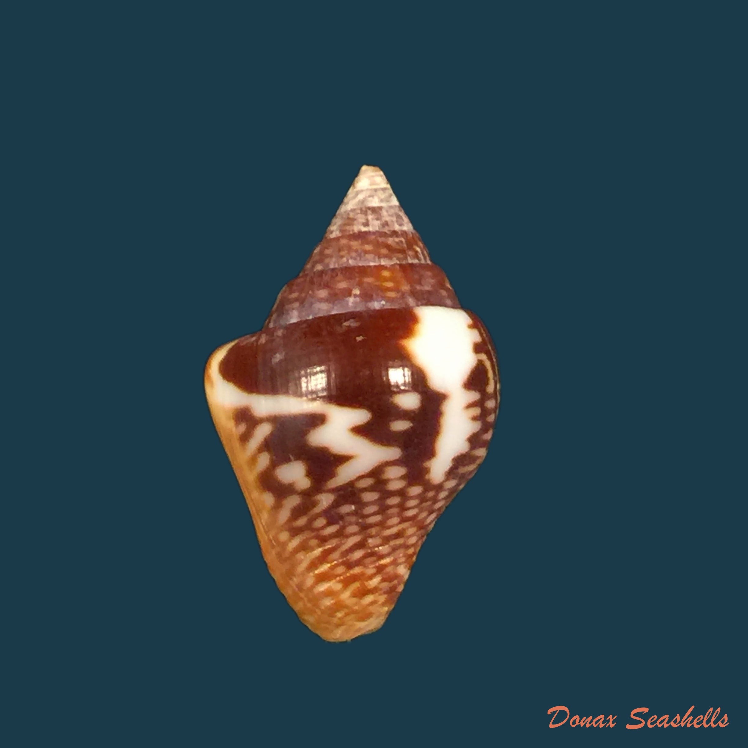 copia-de-euplica-varians-g-b-sowerby-1832-9-4mm