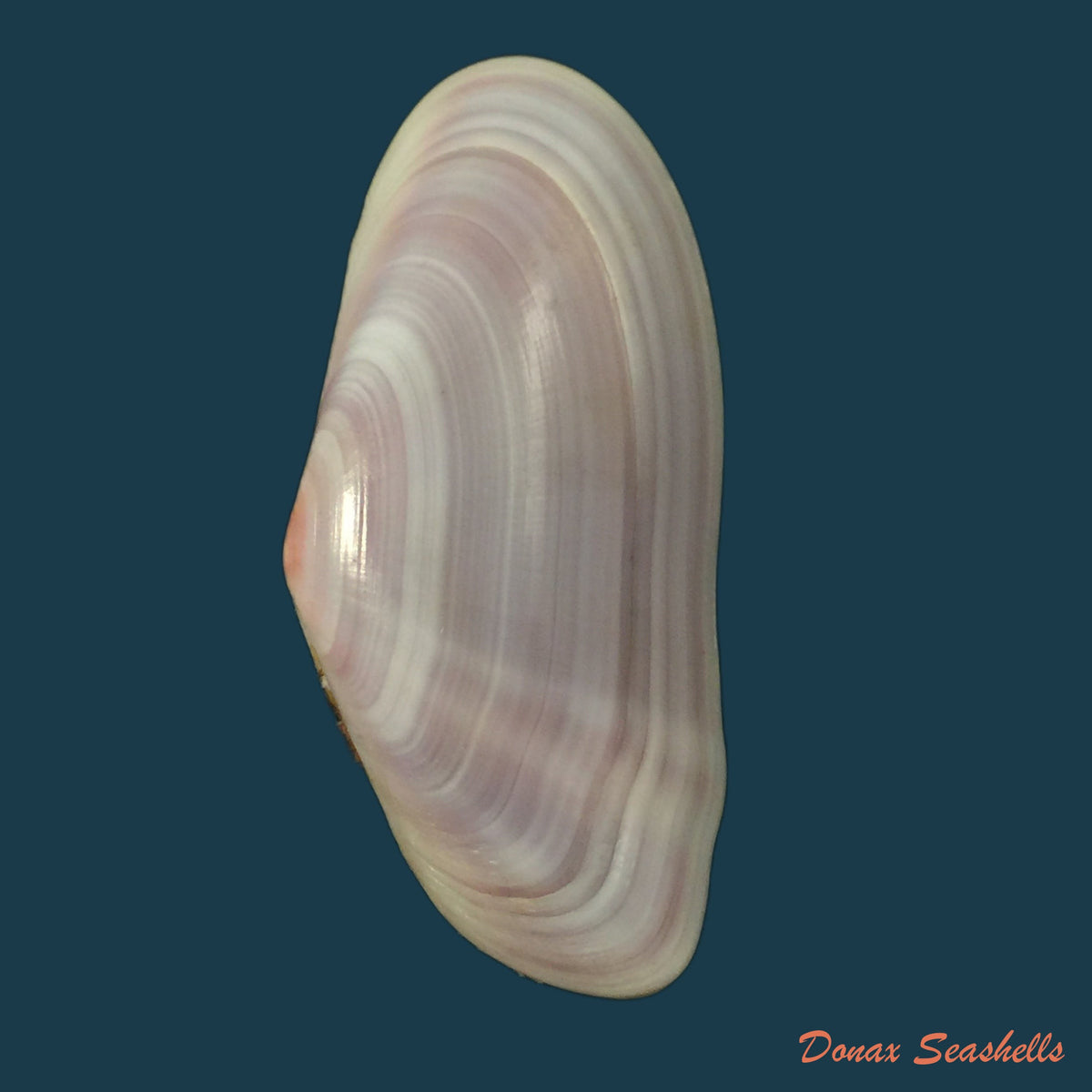 copia-de-eurytellina-lineata-w-turton-1819-25-2mm