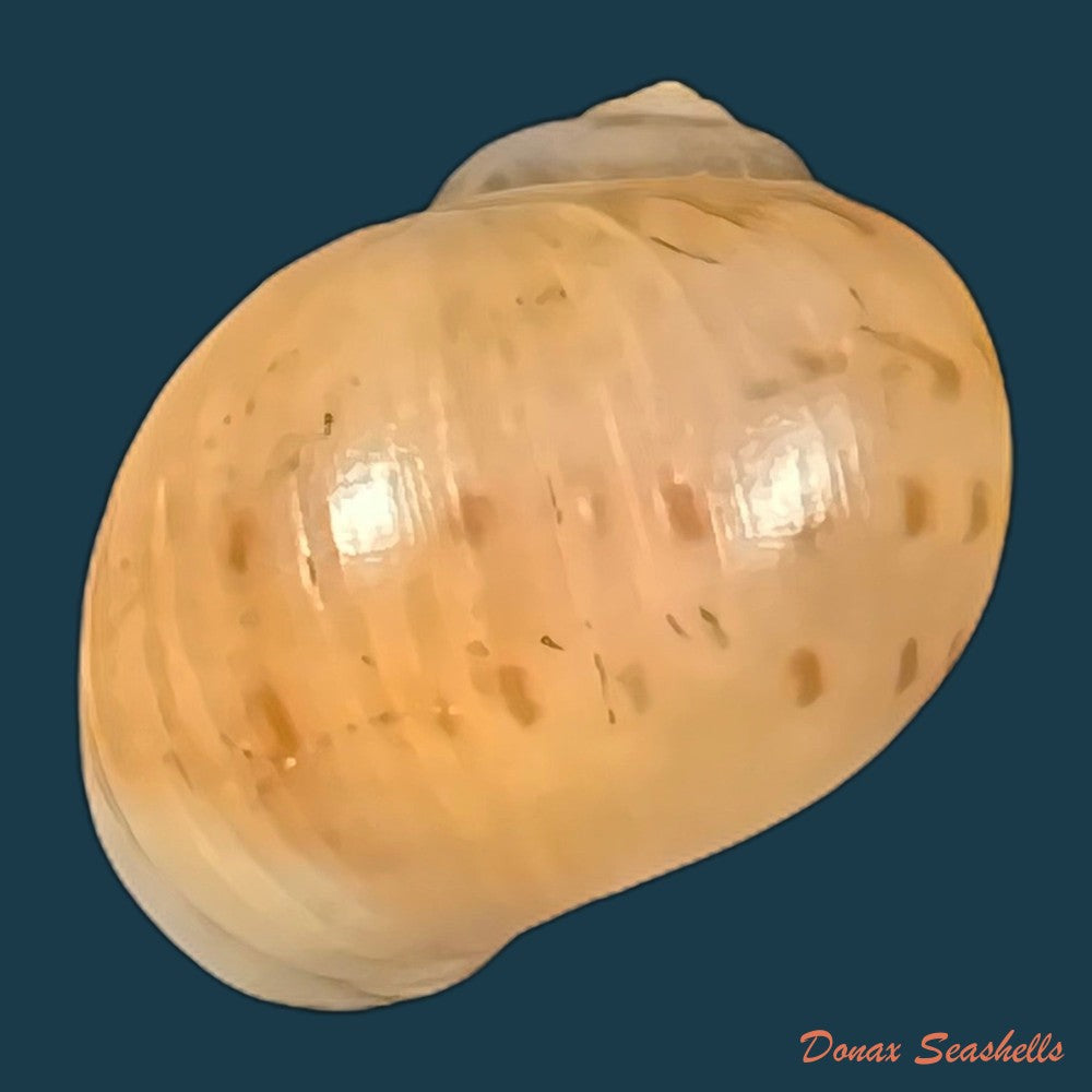 copia-de-euspira-grossularia-marche-marchad-1957-22-5mm