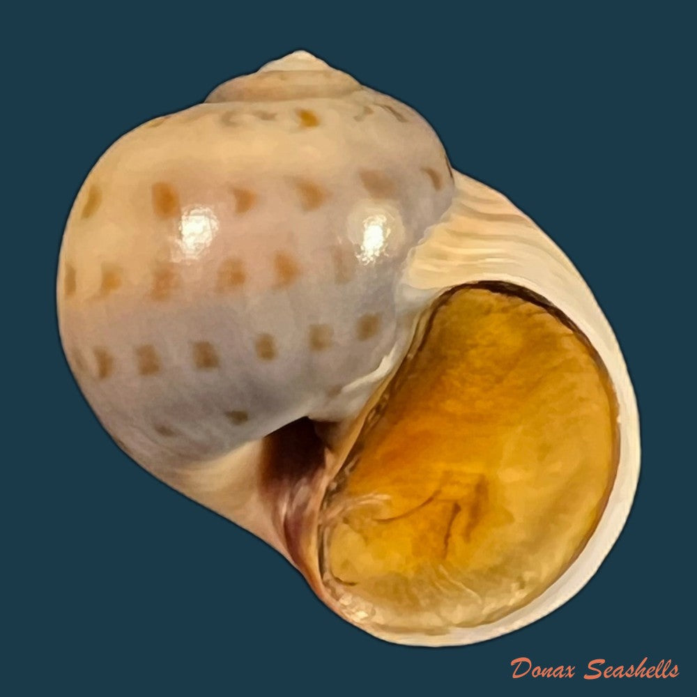 copia-de-euspira-grossularia-marche-marchad-1957-22-5mm